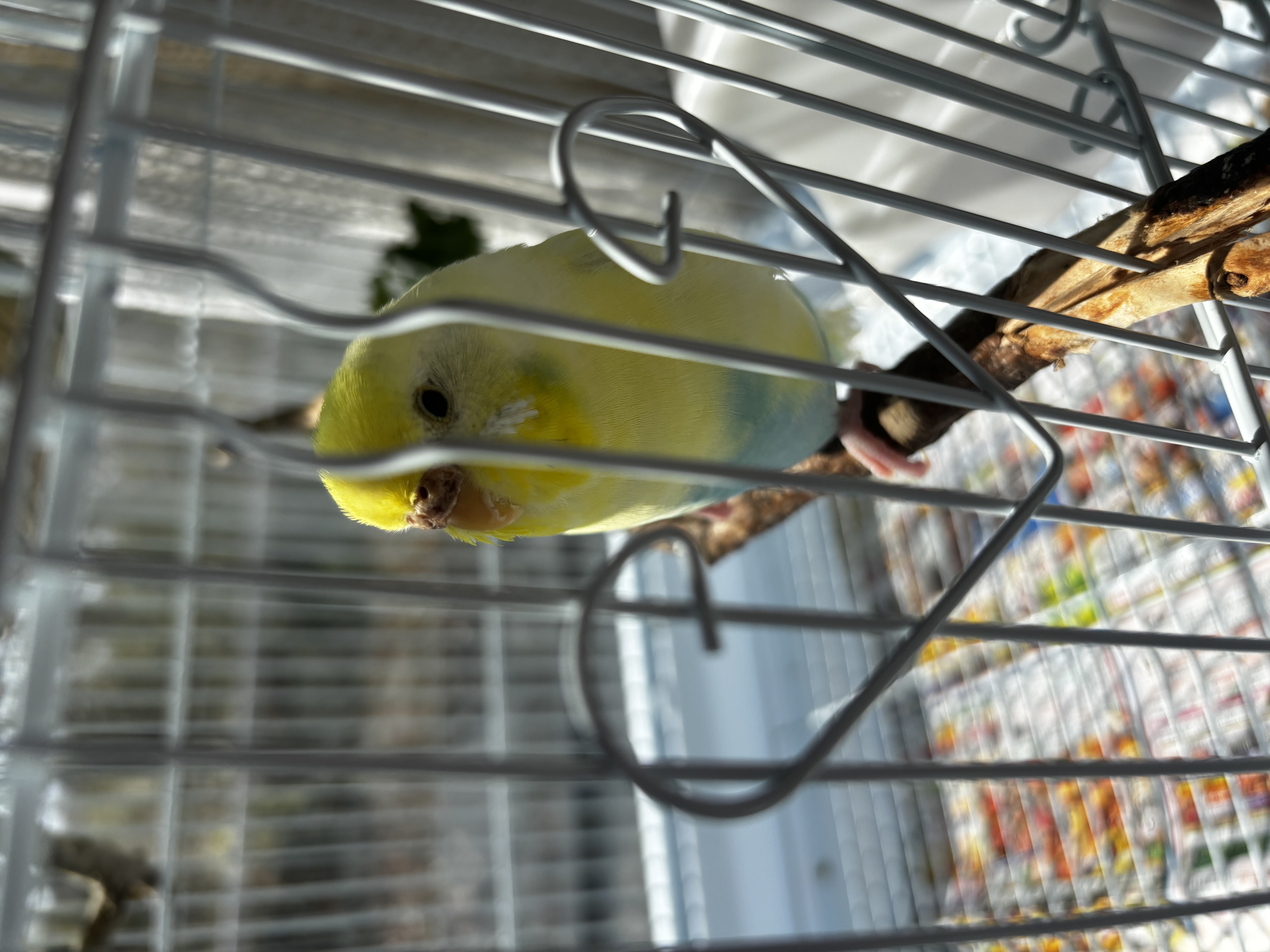 1781404193-IMG_1024.jpeg