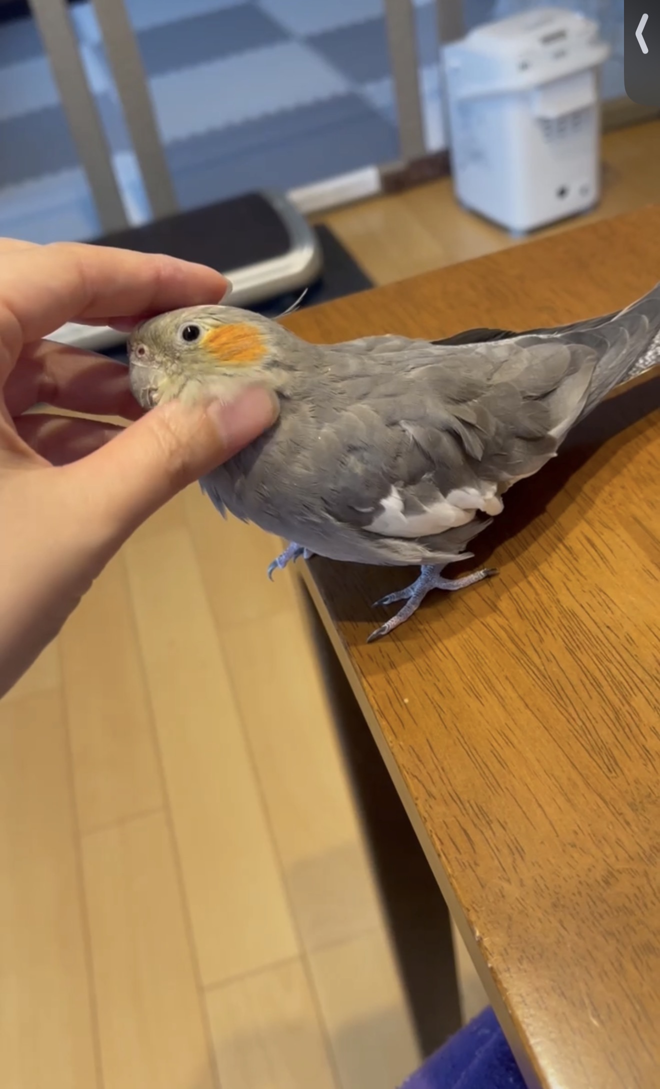 1781617532-IMG_4685.jpeg