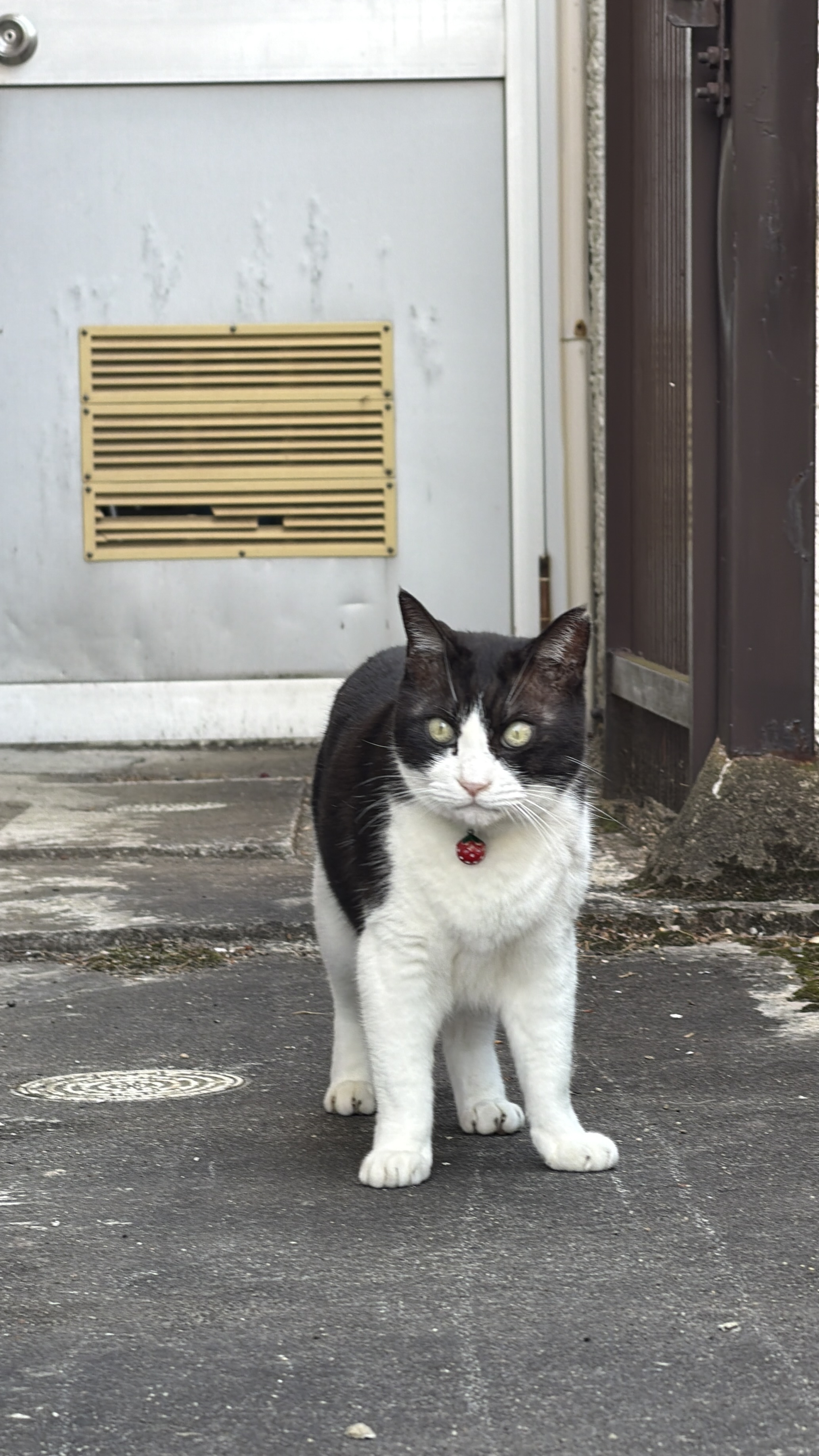 1783172763-IMG_7486.jpeg