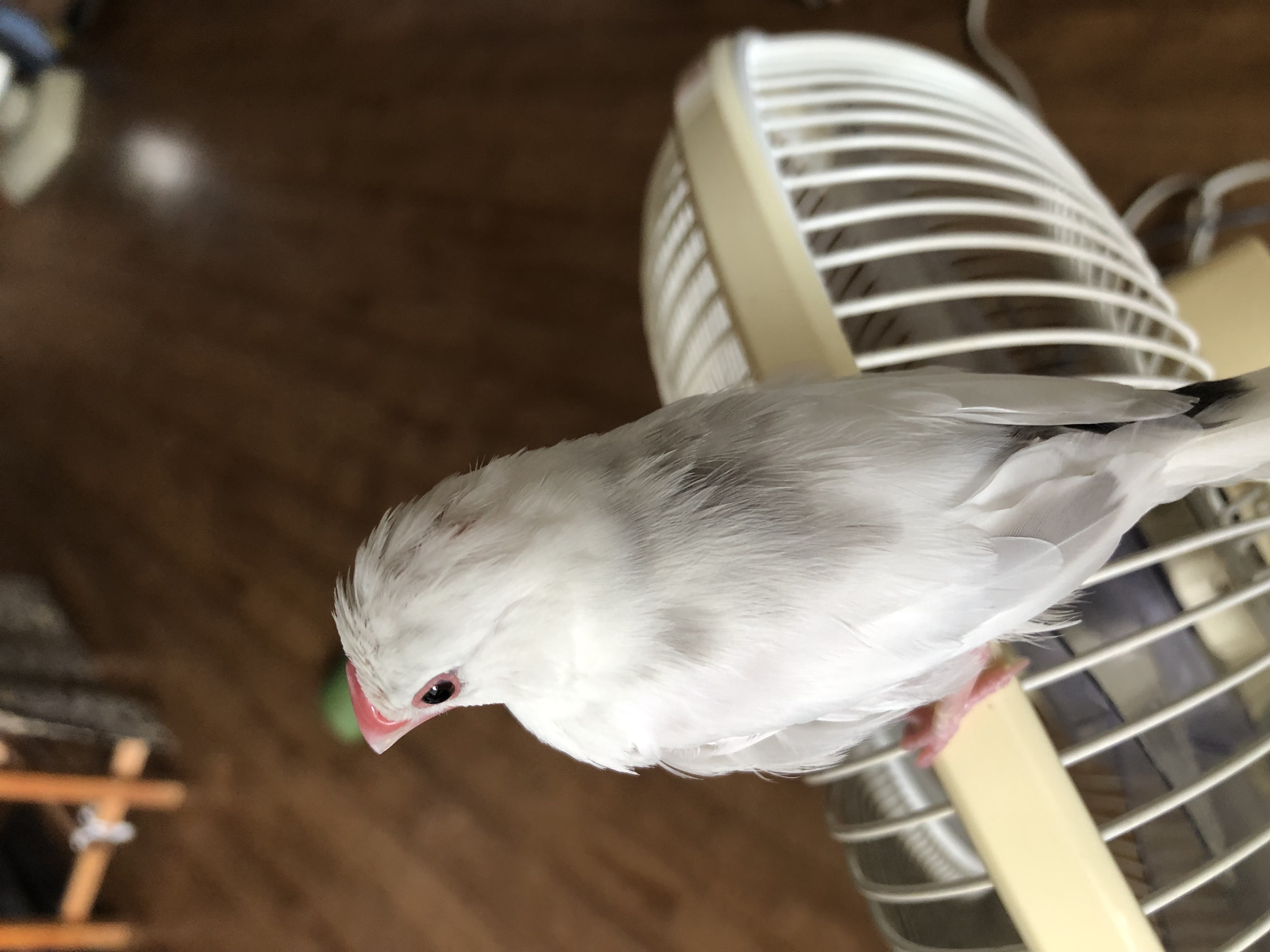 1783519736-IMG_1551.jpeg