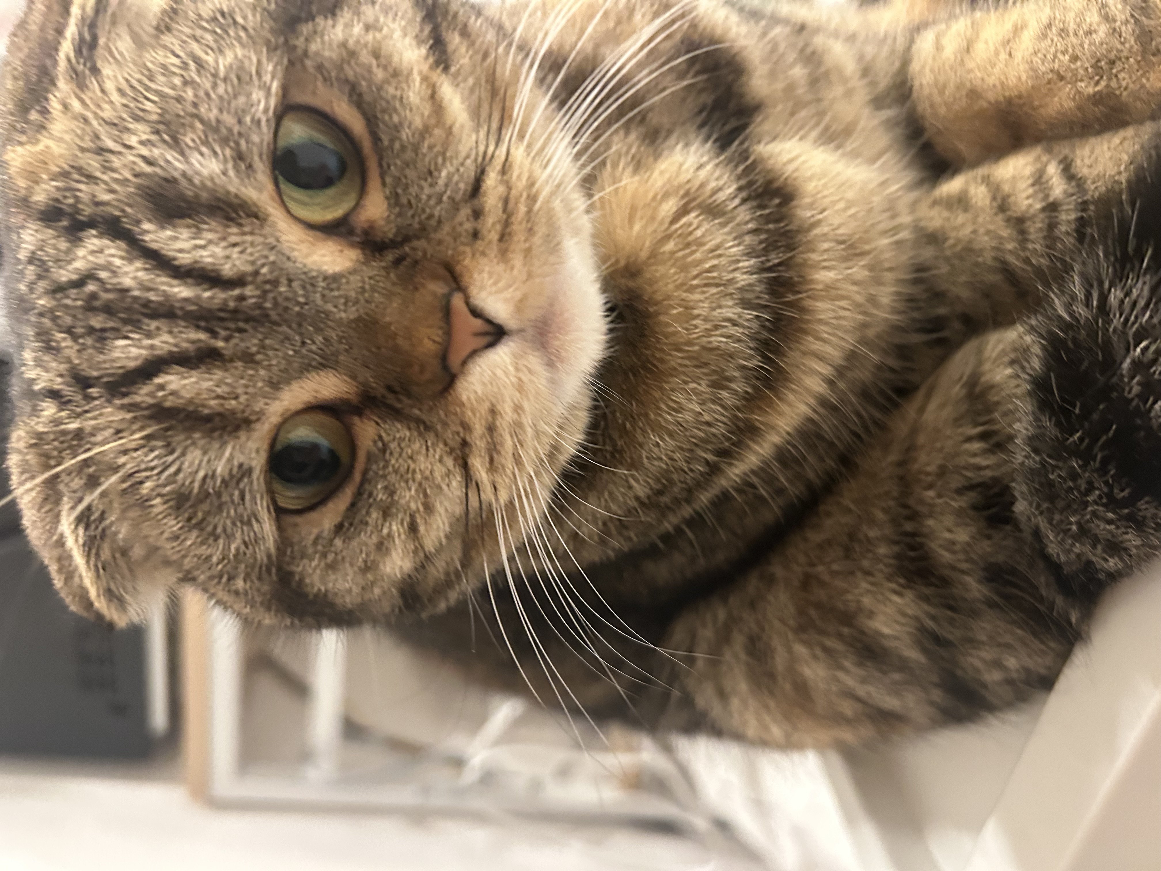 1783644089-IMG_6008.jpeg