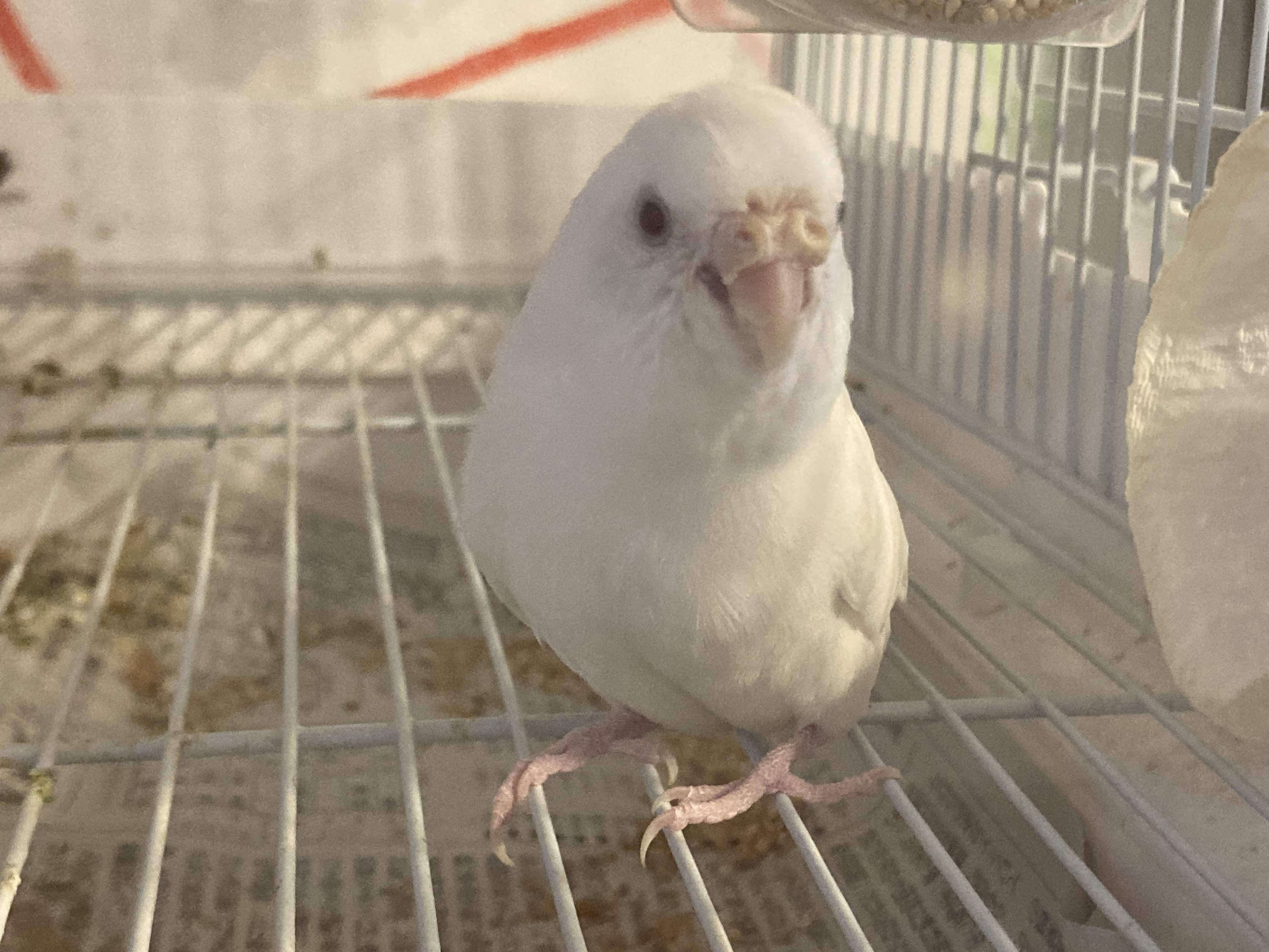 1783686358-IMG_2252.jpeg