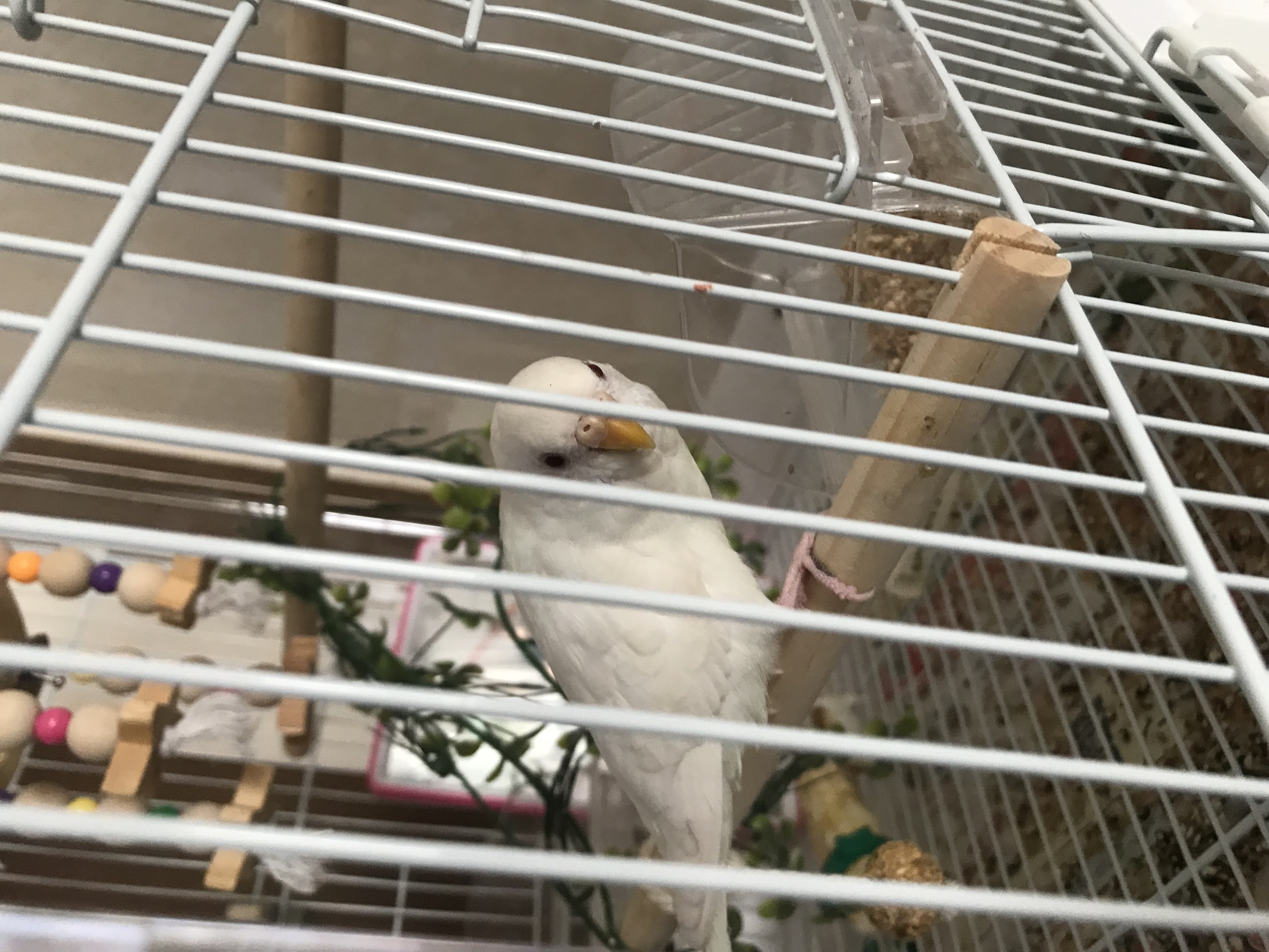 1783686358-IMG_8281.jpeg