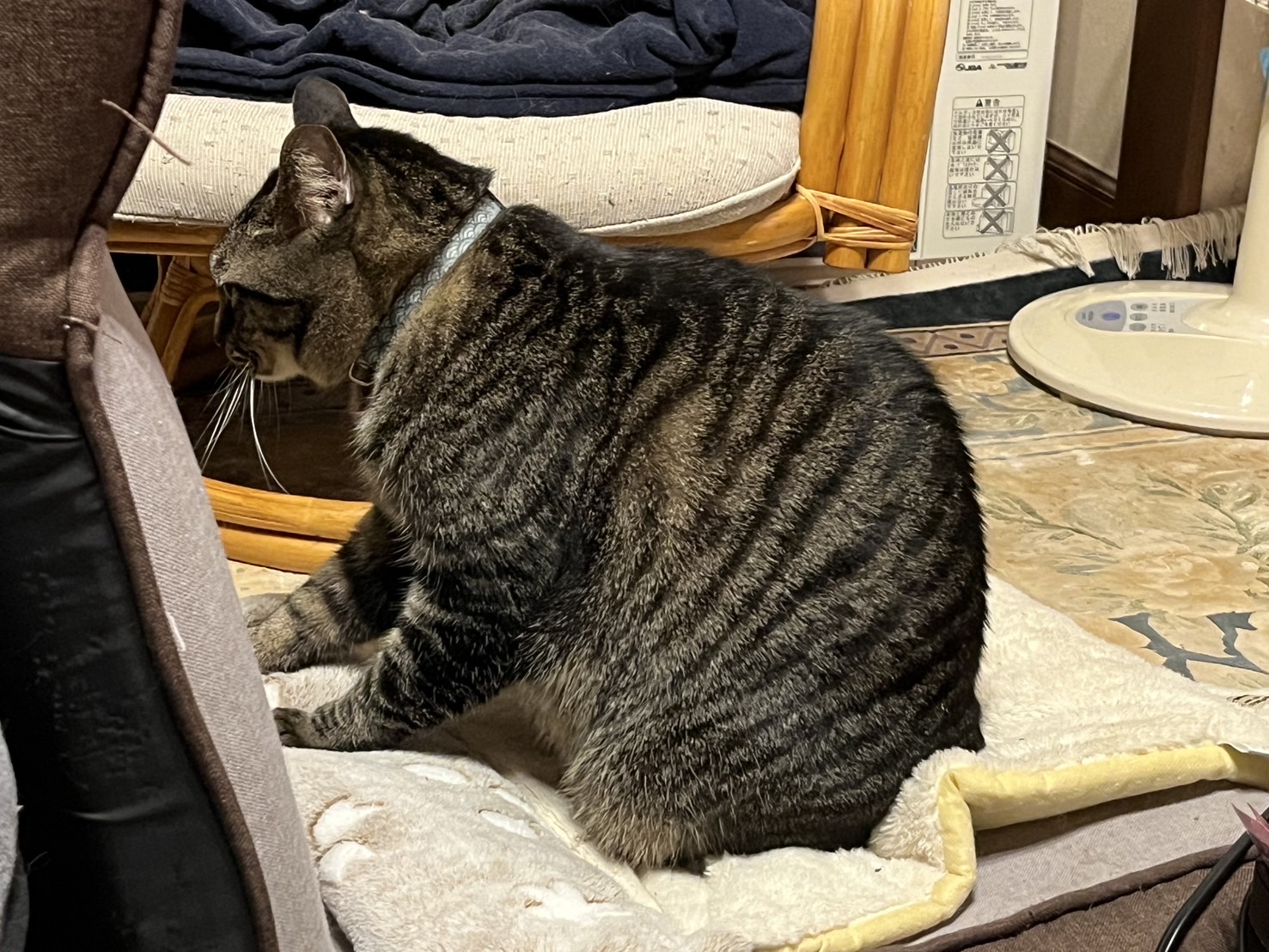1783856185-IMG_7988.jpeg