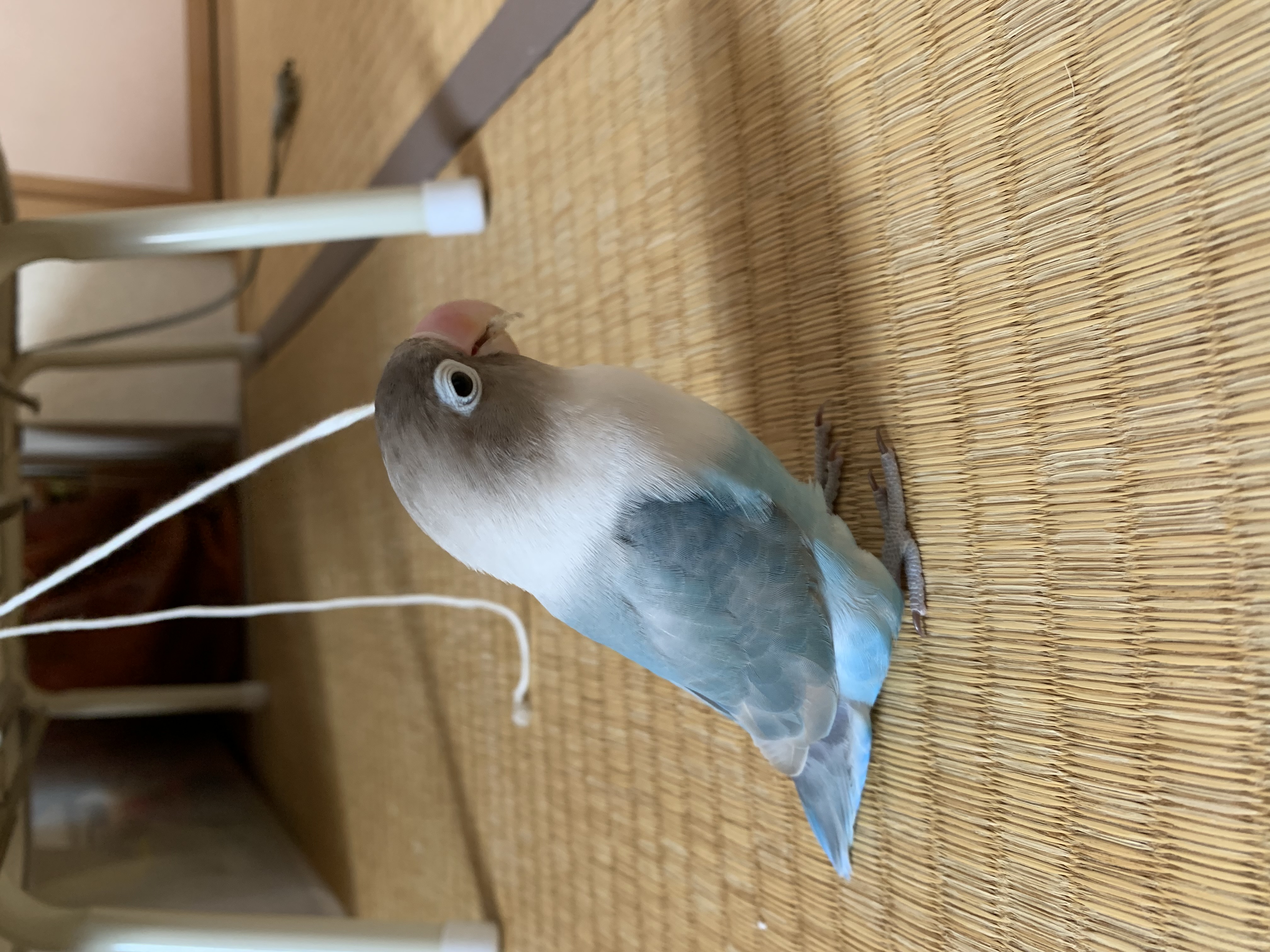 1785836970-IMG_7346.jpeg