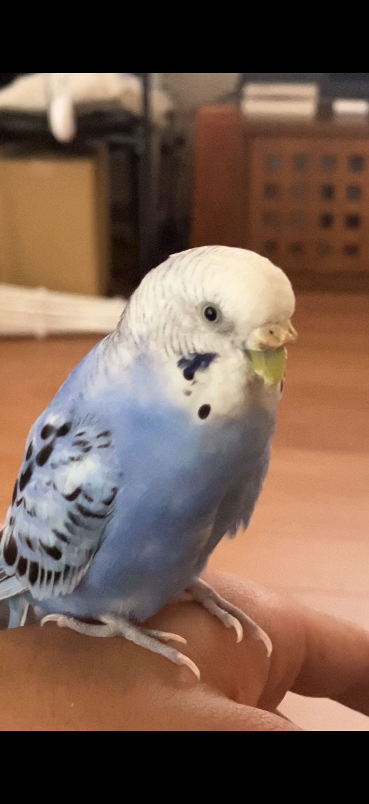 1785860447-IMG_6958.png