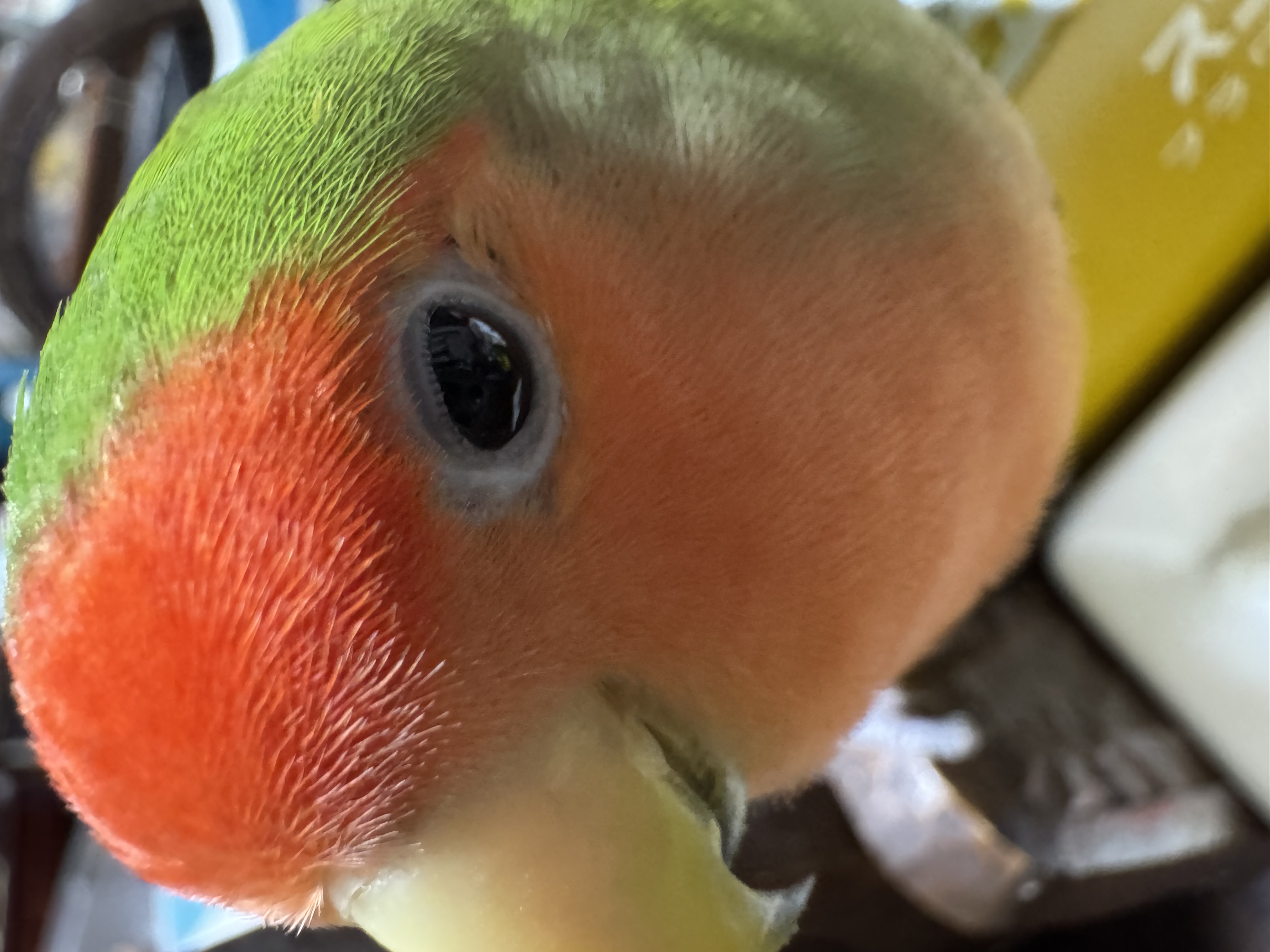 1785893230-IMG_6762.jpeg
