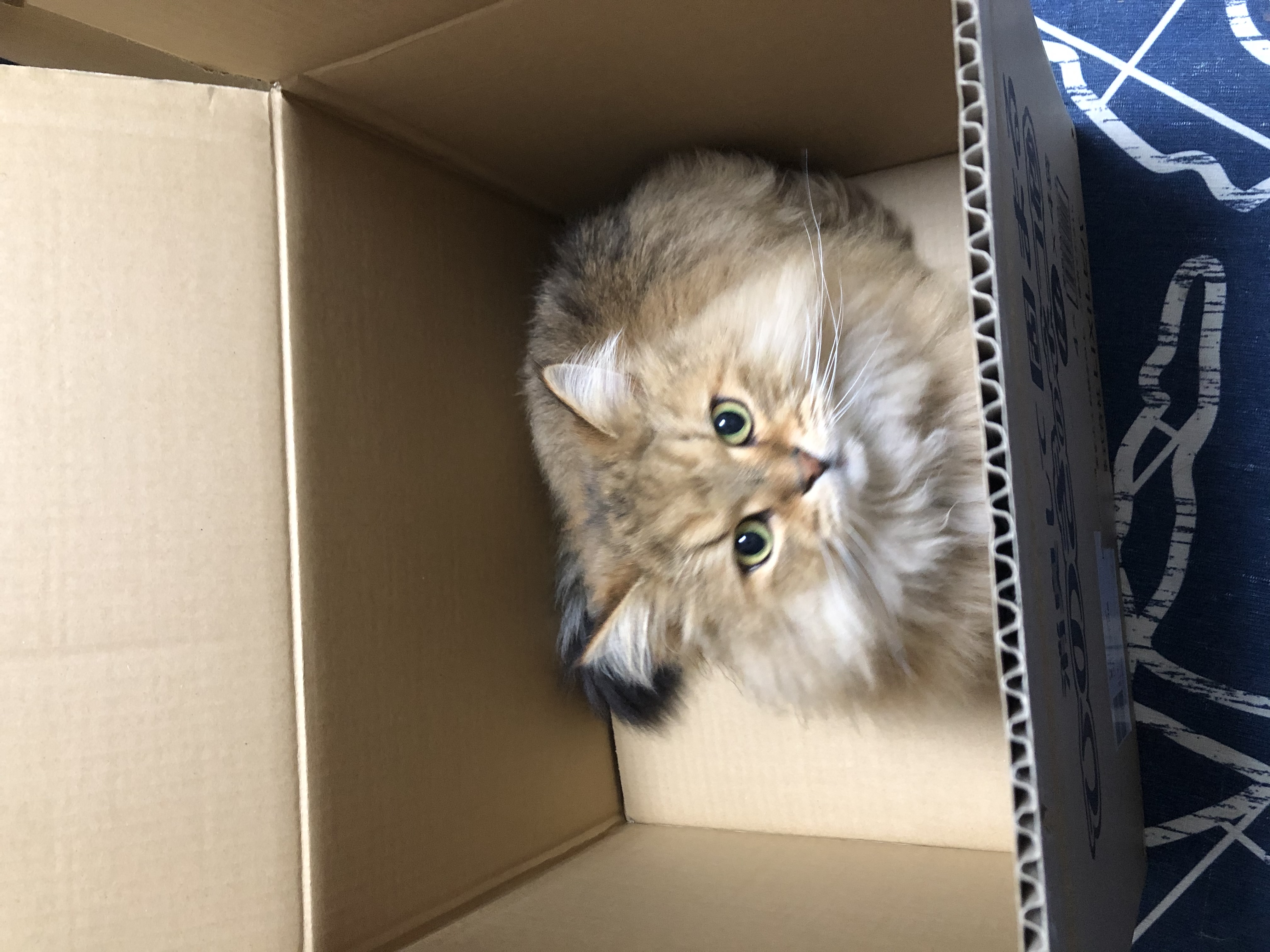 1786542428-IMG_7037.jpeg