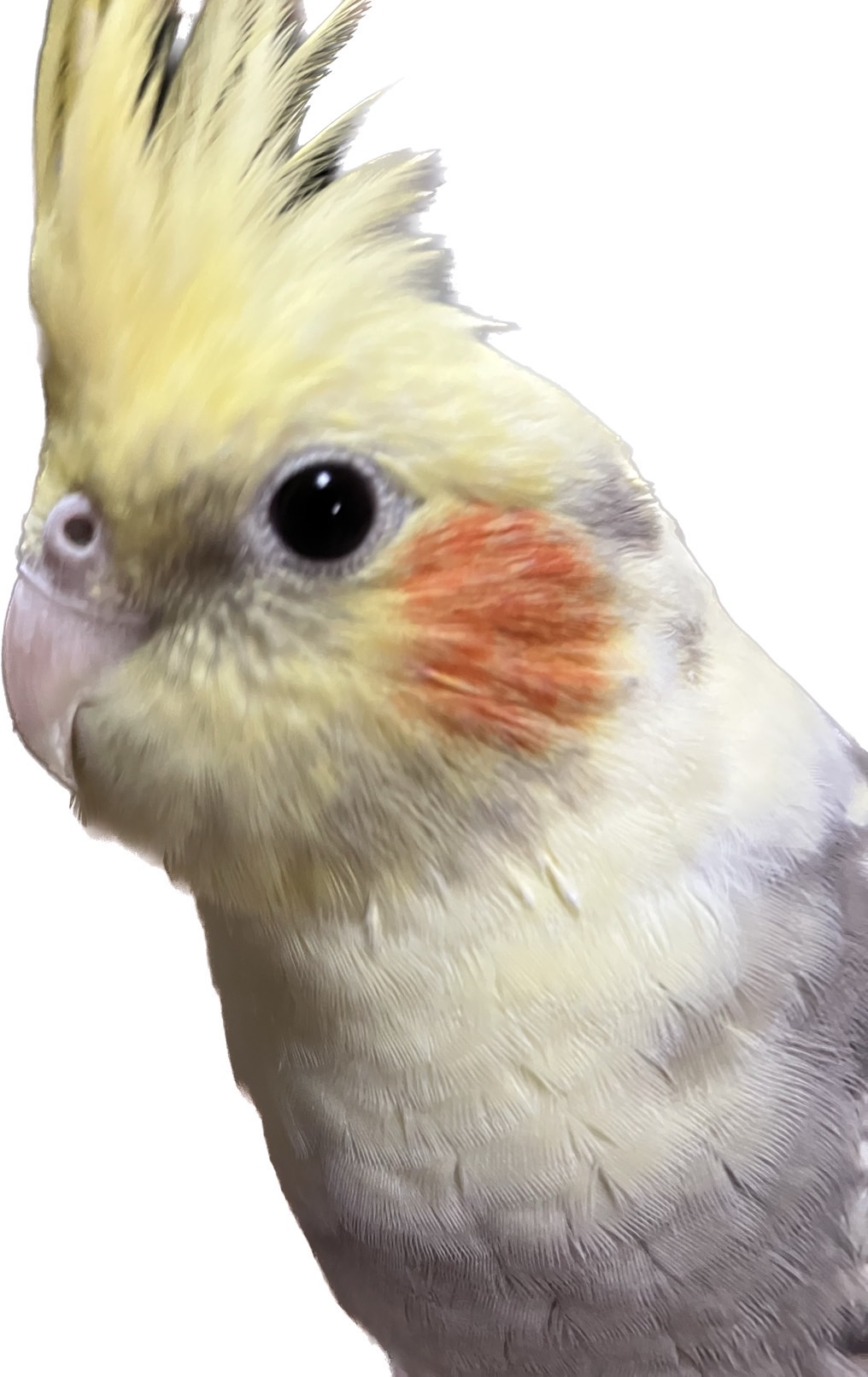 1786632163-3D9AE41E-9D83-496D-A63B-86FAE36B6A70.jpeg