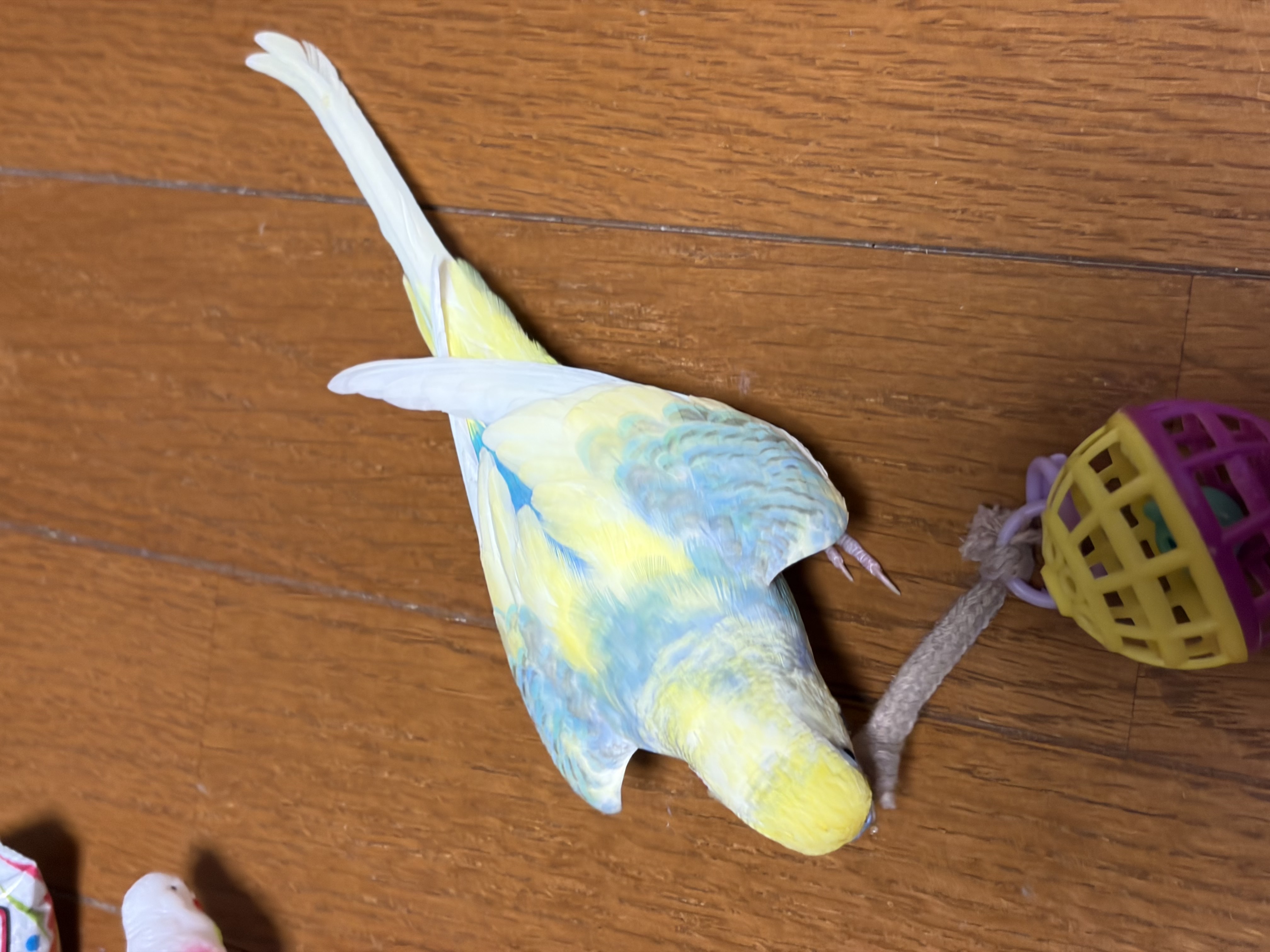 1787199513-IMG_3576.jpeg