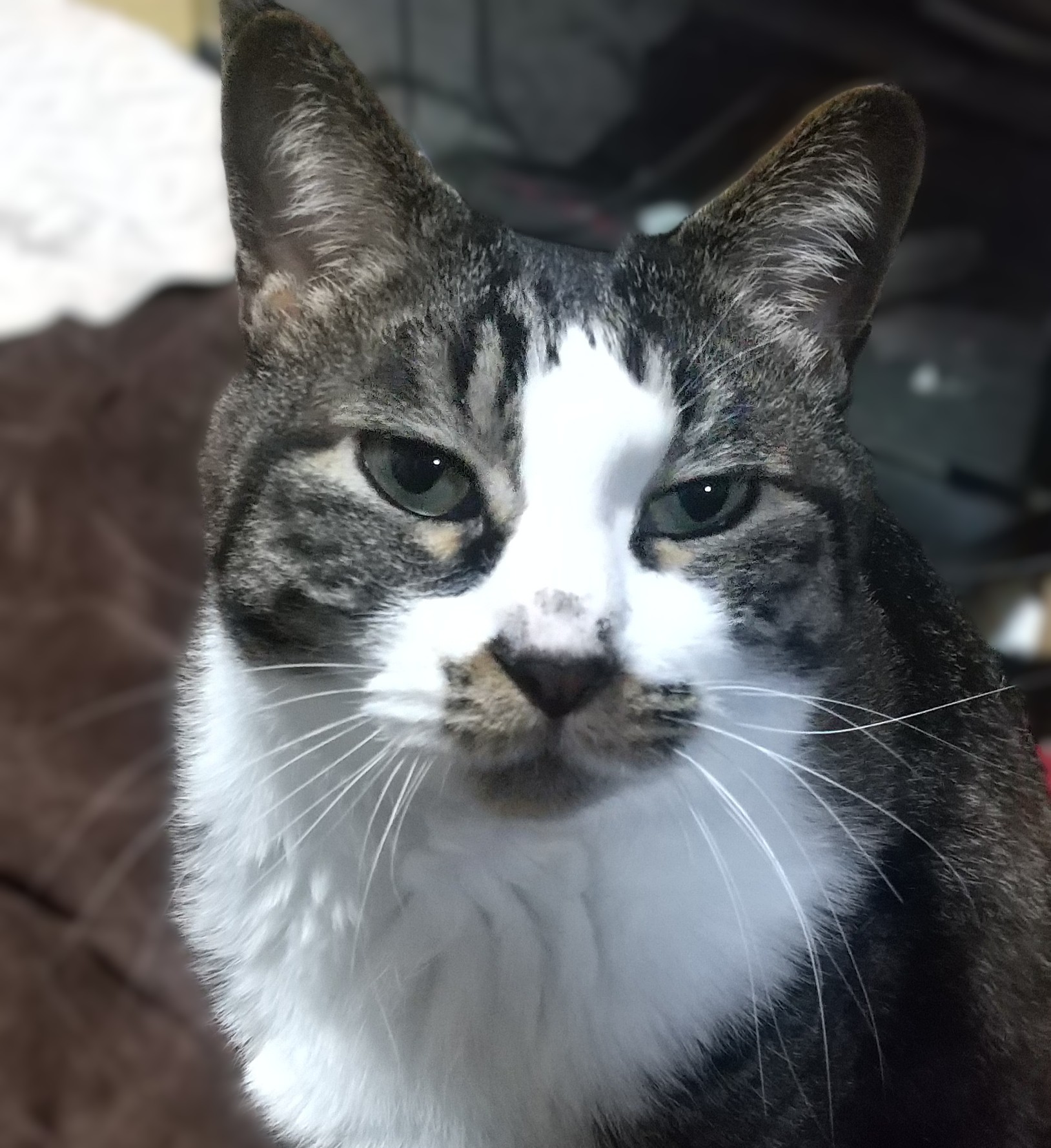 1787202092-cat_face.jpg