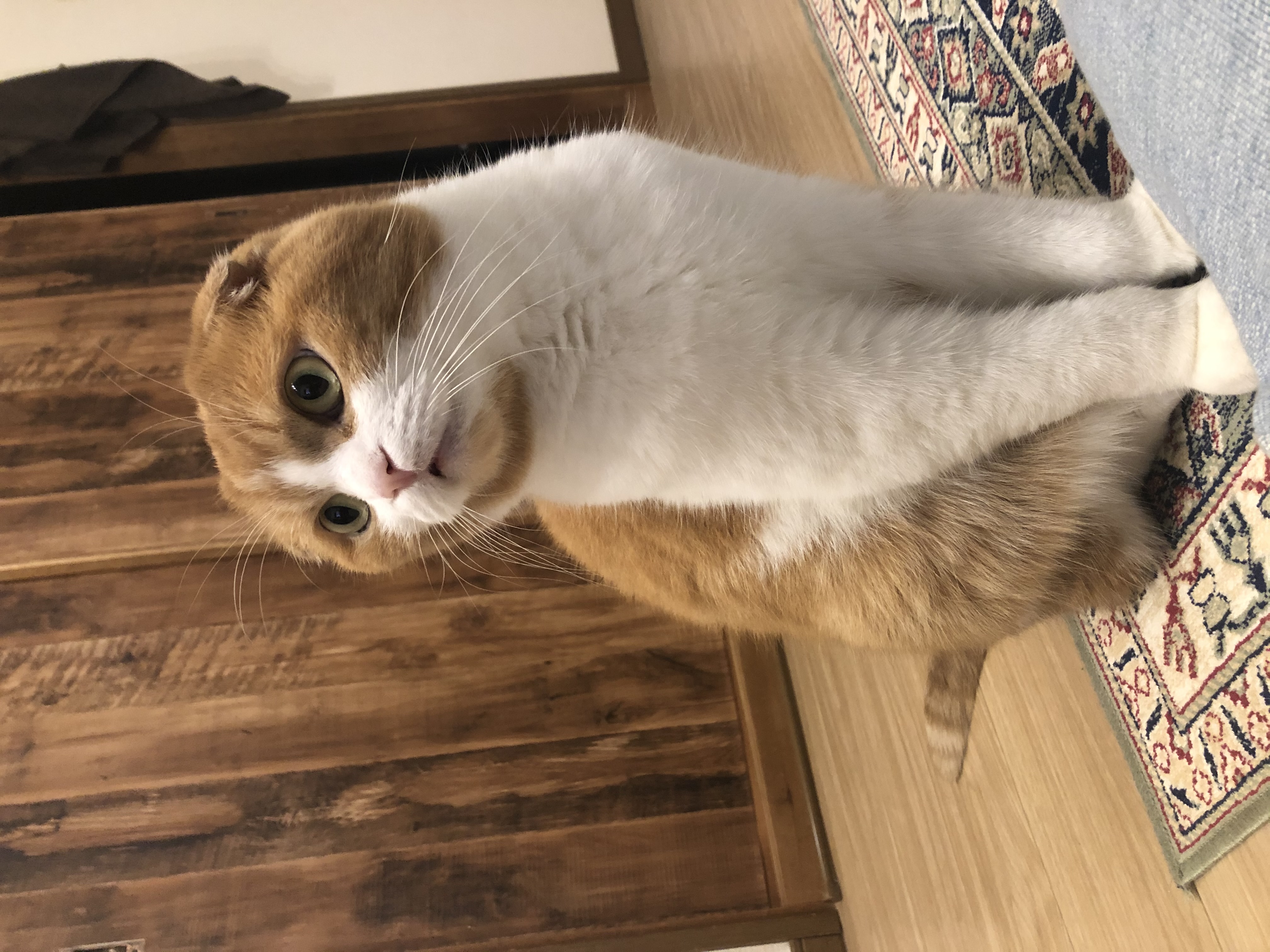 1787799084-IMG_3724.jpeg