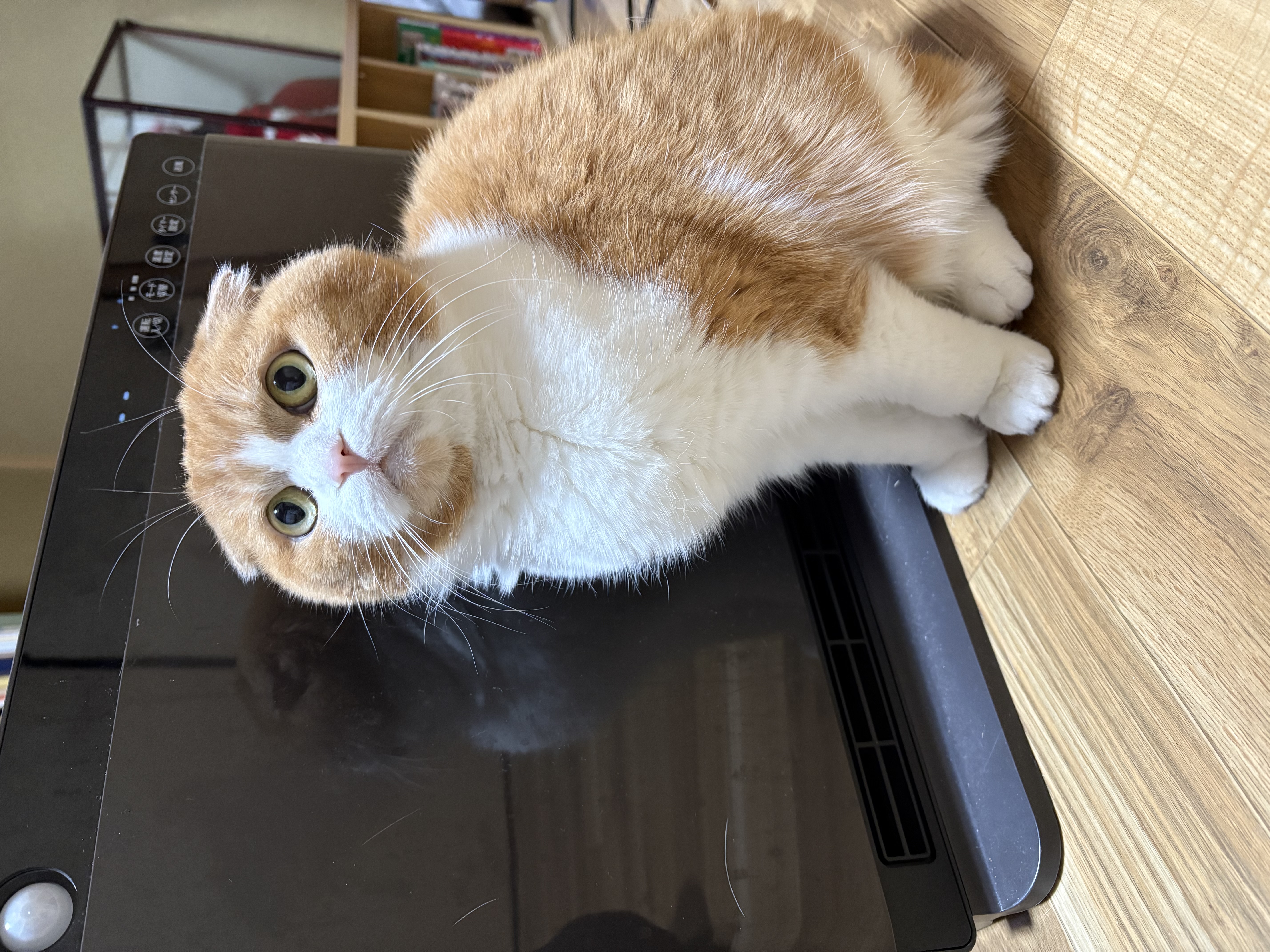 1787799084-IMG_8875.jpeg
