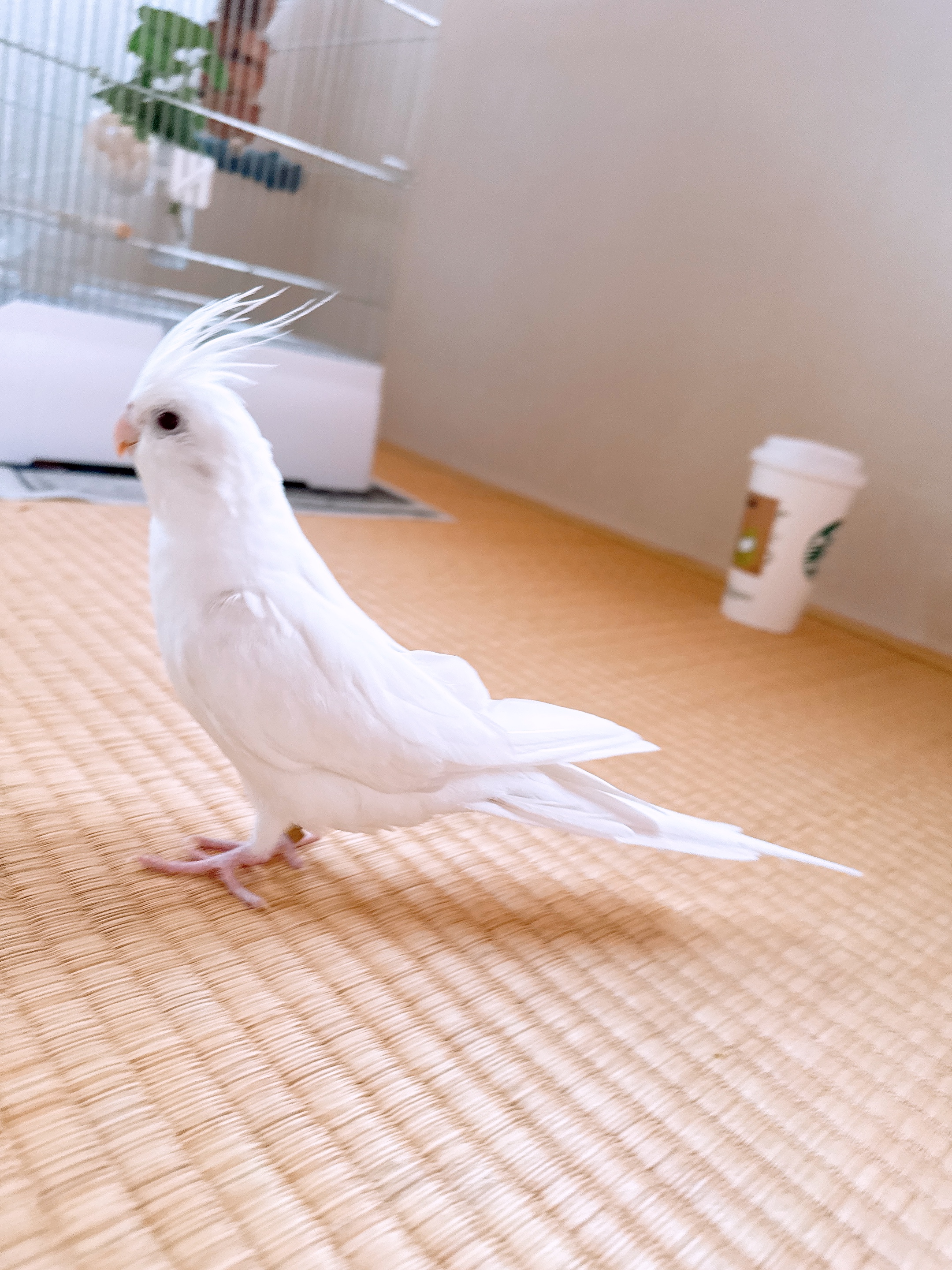1787896758-IMG_4261.jpeg