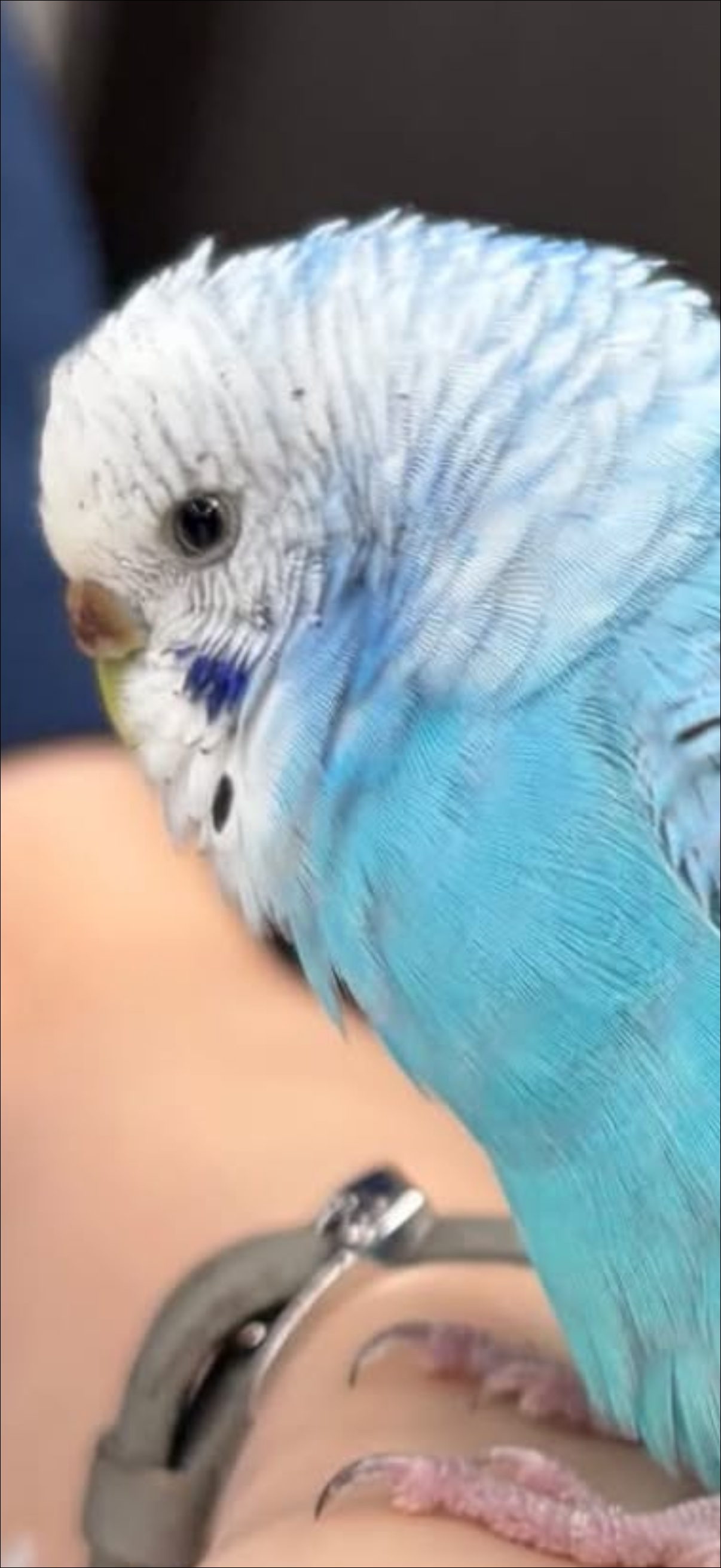 1788508348-IMG_9146.png