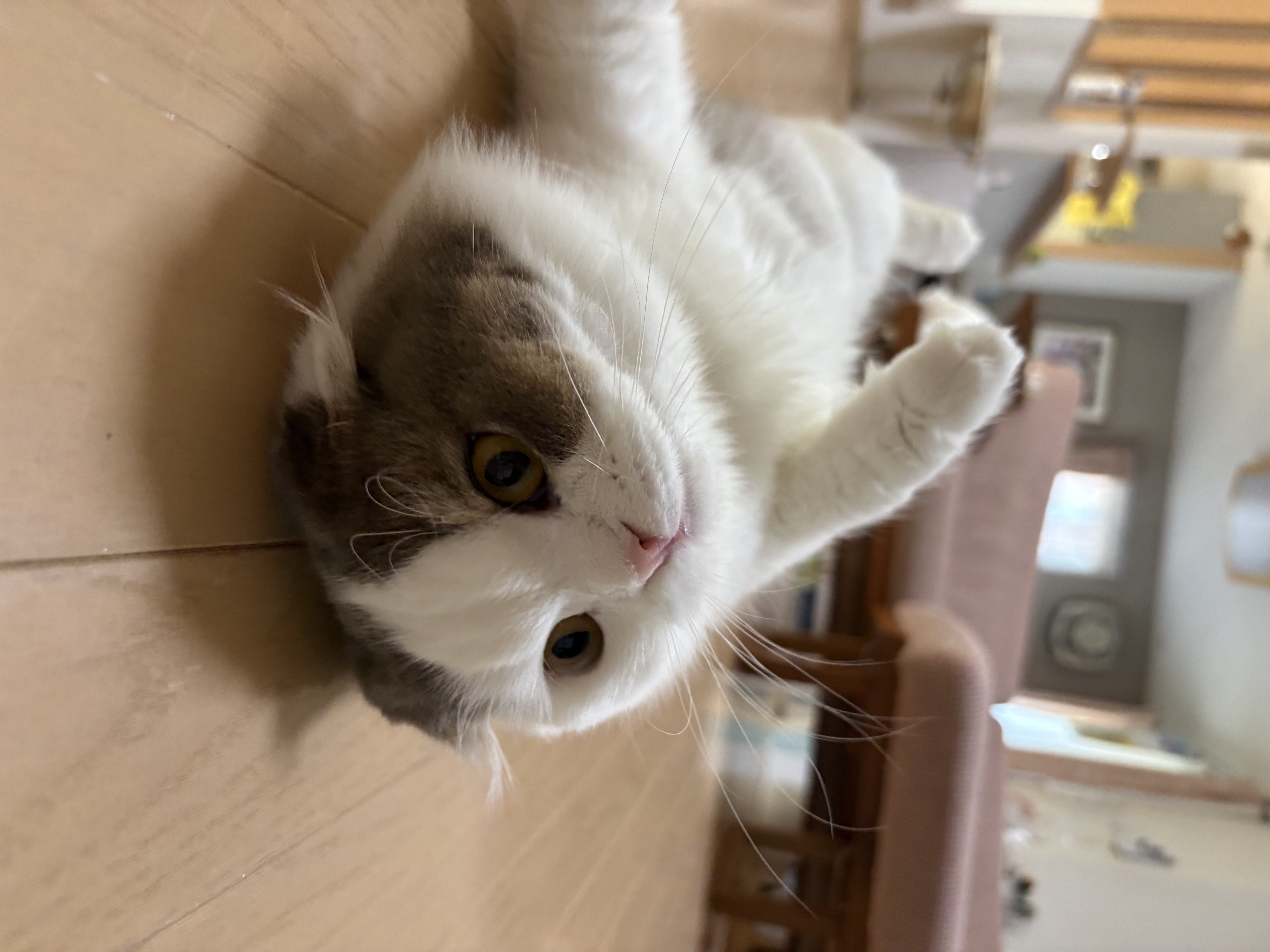 1788563968-IMG_7268.jpeg
