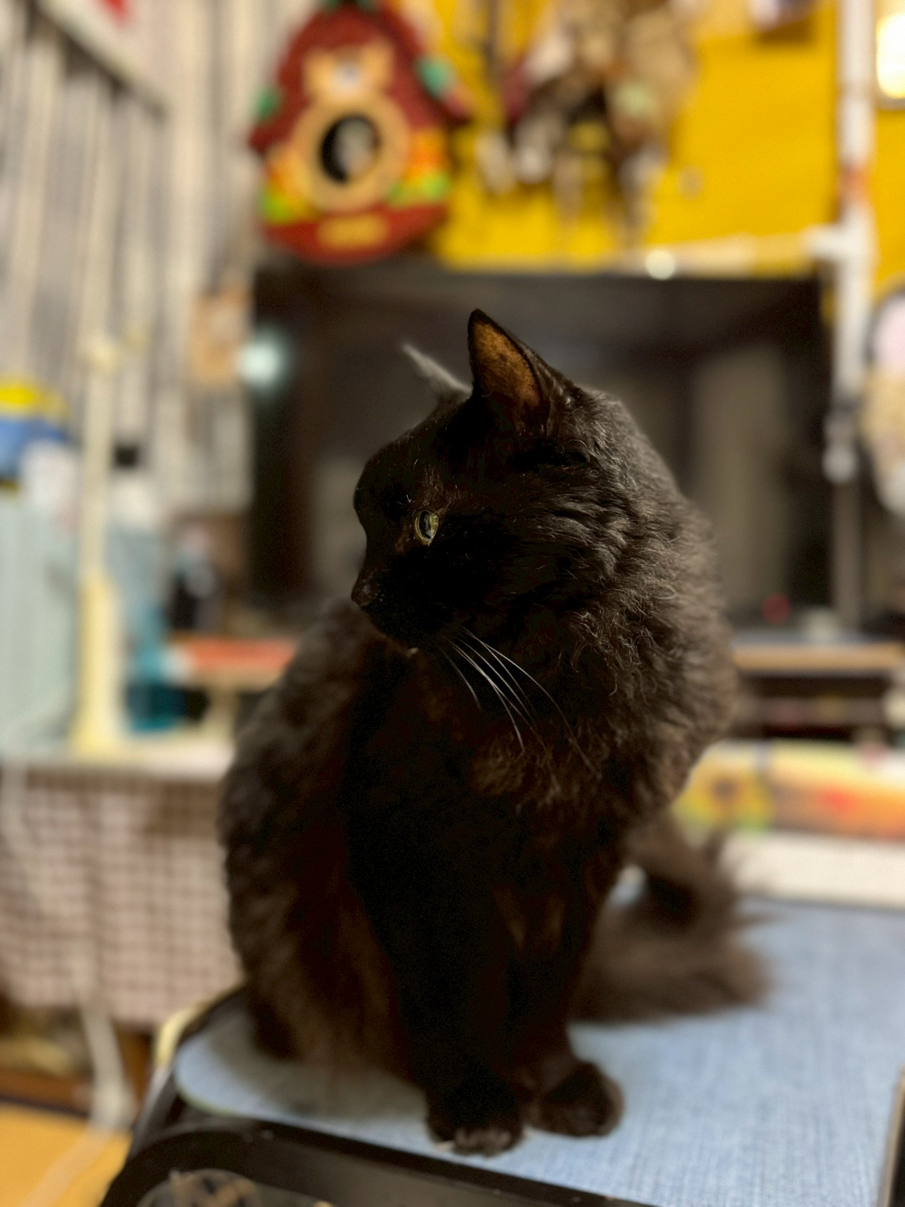 1788609855-IMG_0309.jpeg