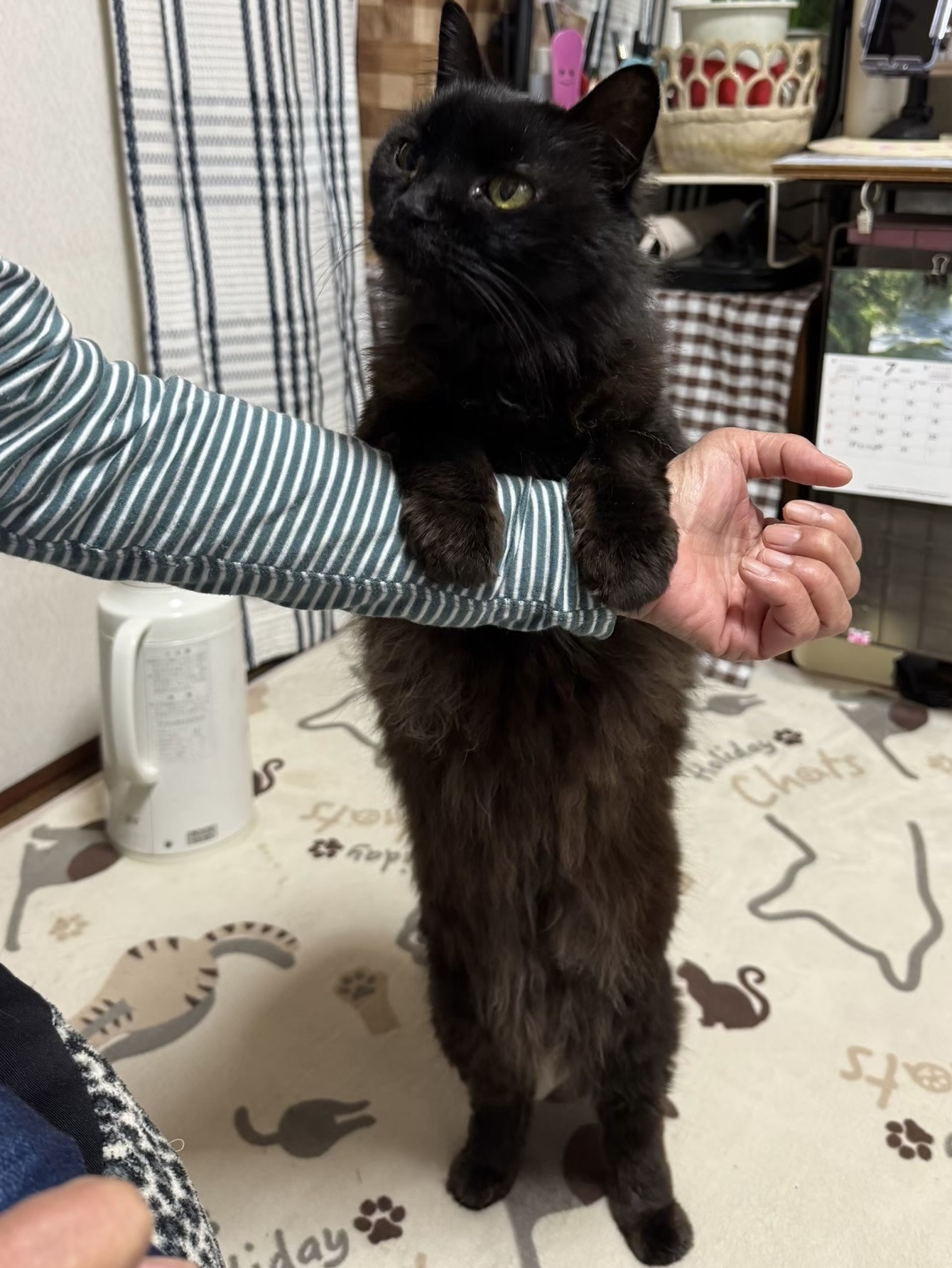 1788609855-IMG_0311.jpeg