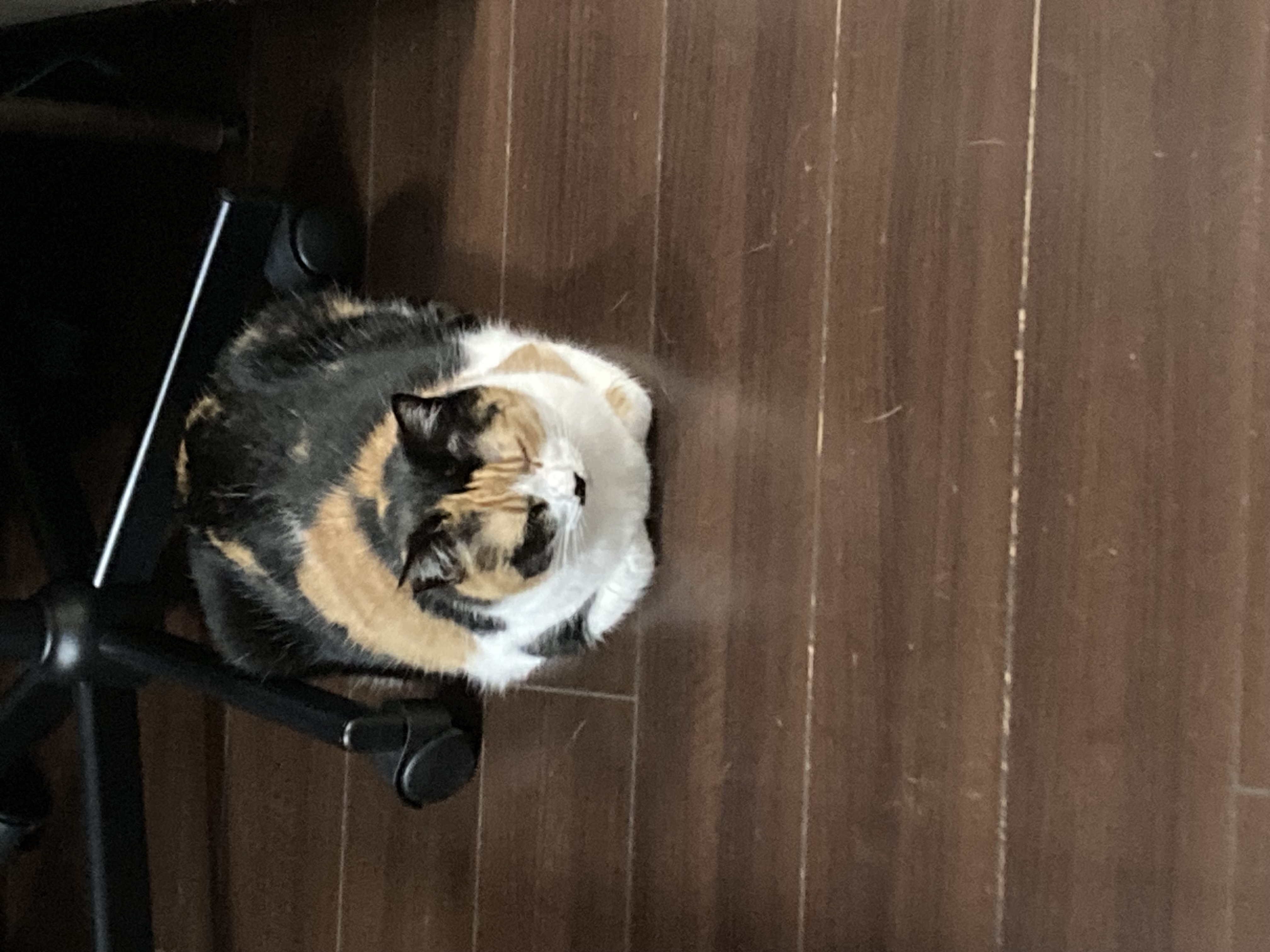 1788733278-IMG_0816.jpeg