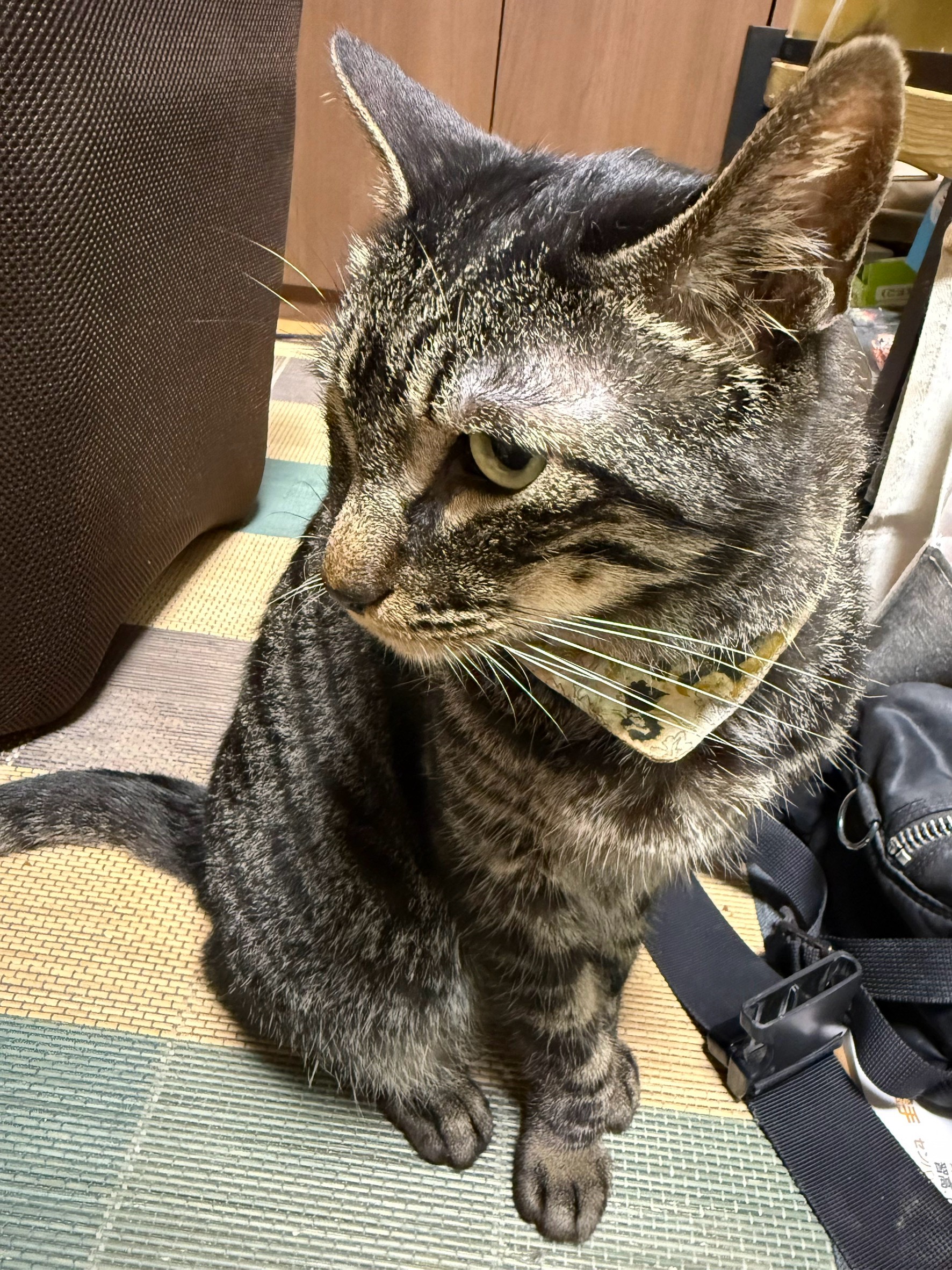 1788850187-708371F4-30AF-4272-8AF3-C0F1CB5F4280.jpeg