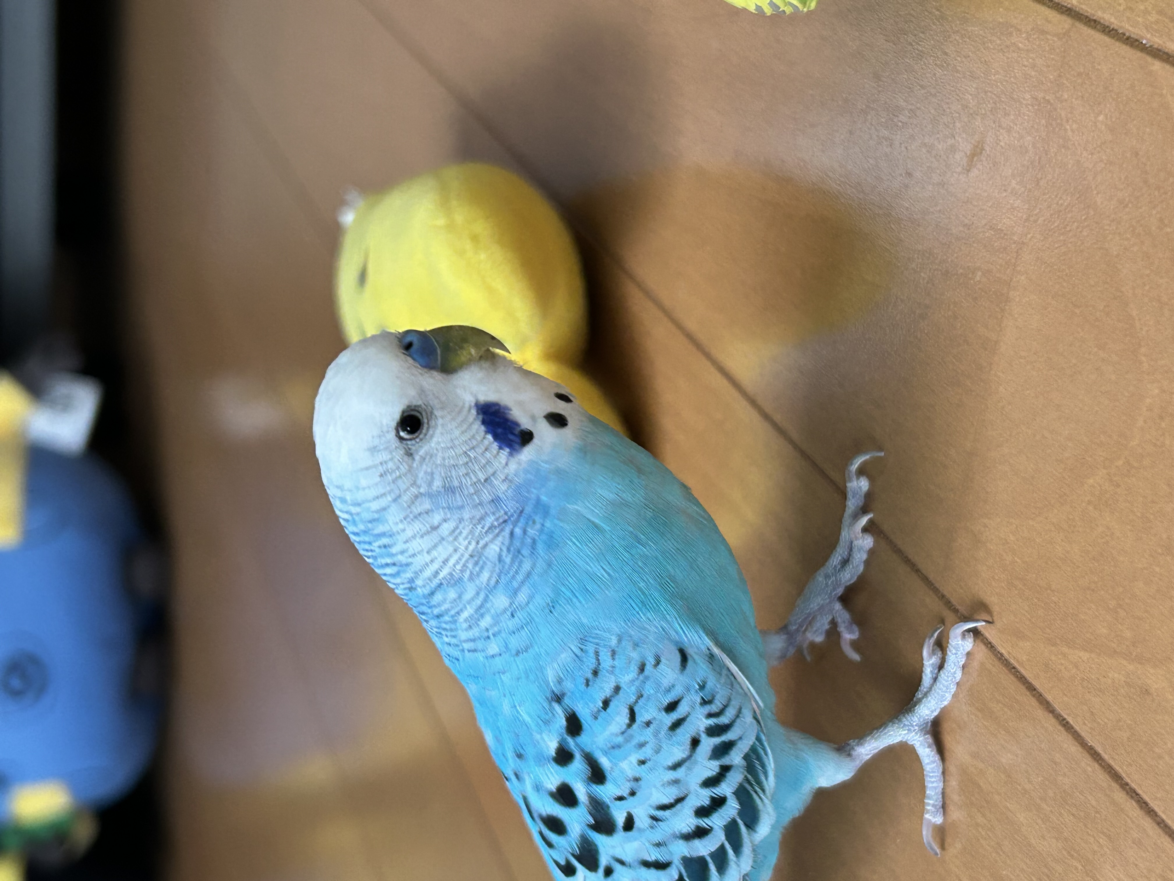 1789393368-IMG_0487.jpeg