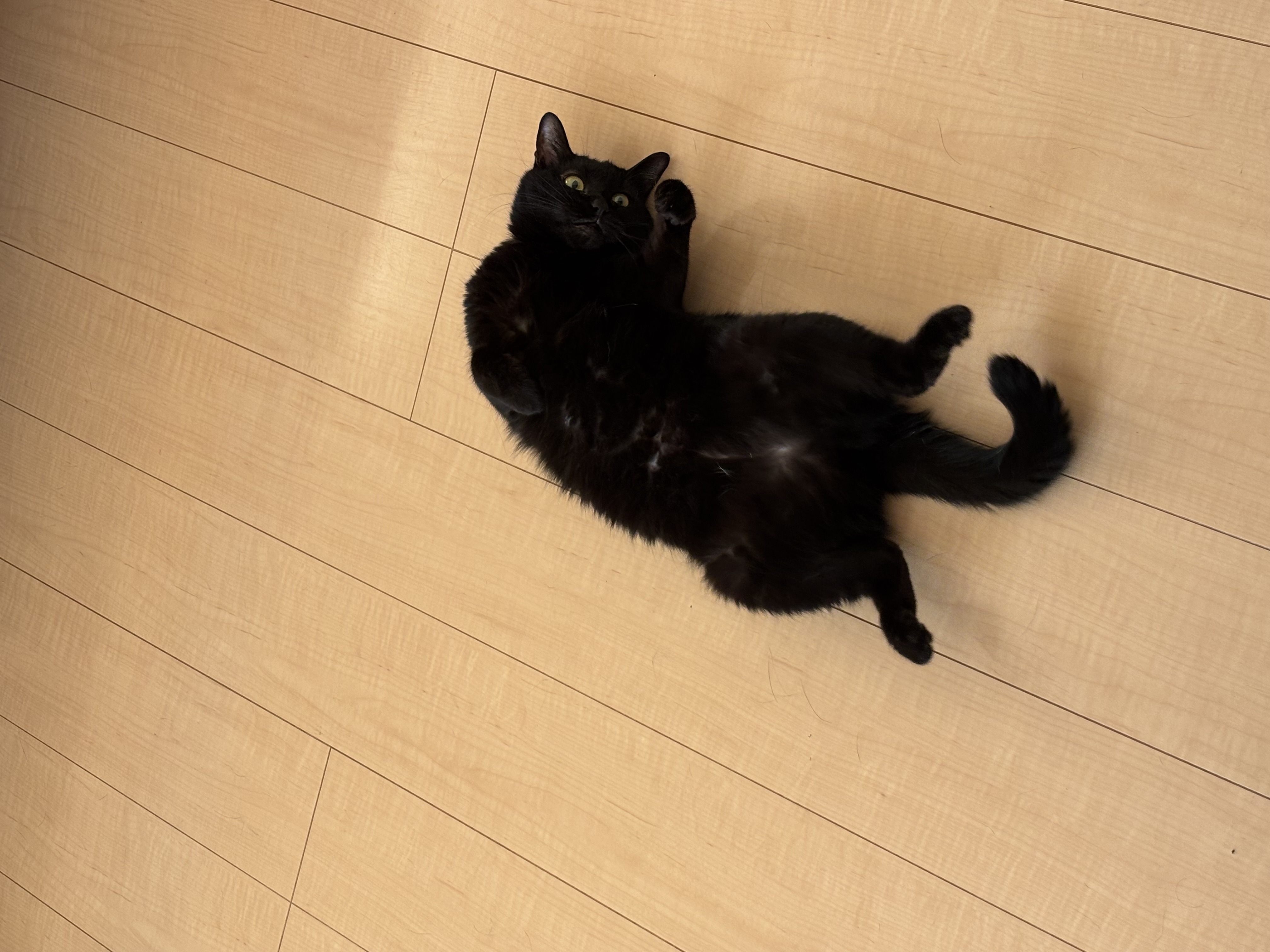 1789652478-IMG_0938.jpeg