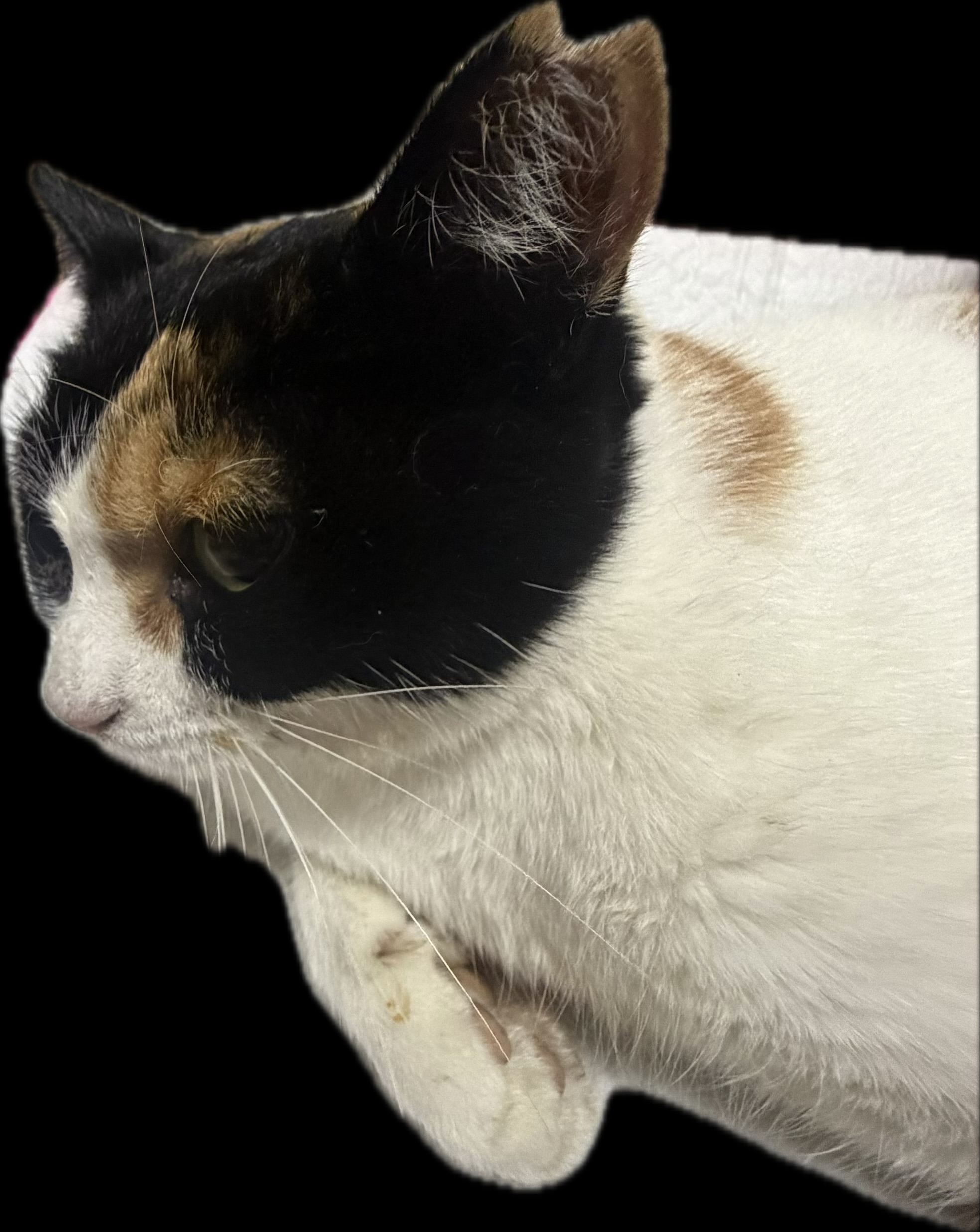 1789657352-HEIF.jpeg