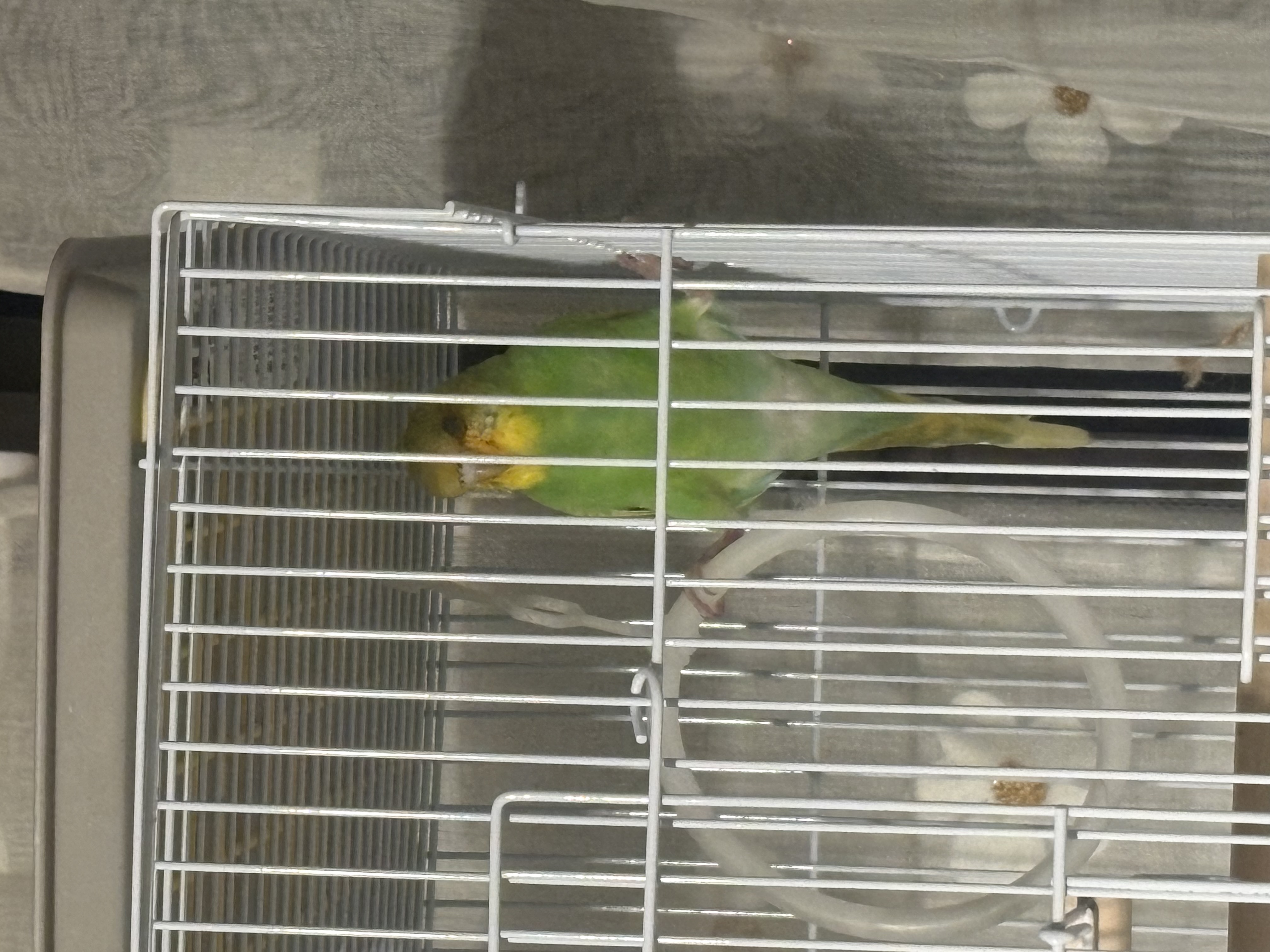 1789845285-IMG_6041.jpeg