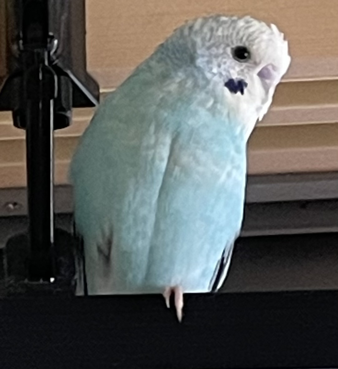 1789878241-IMG_7013.jpeg