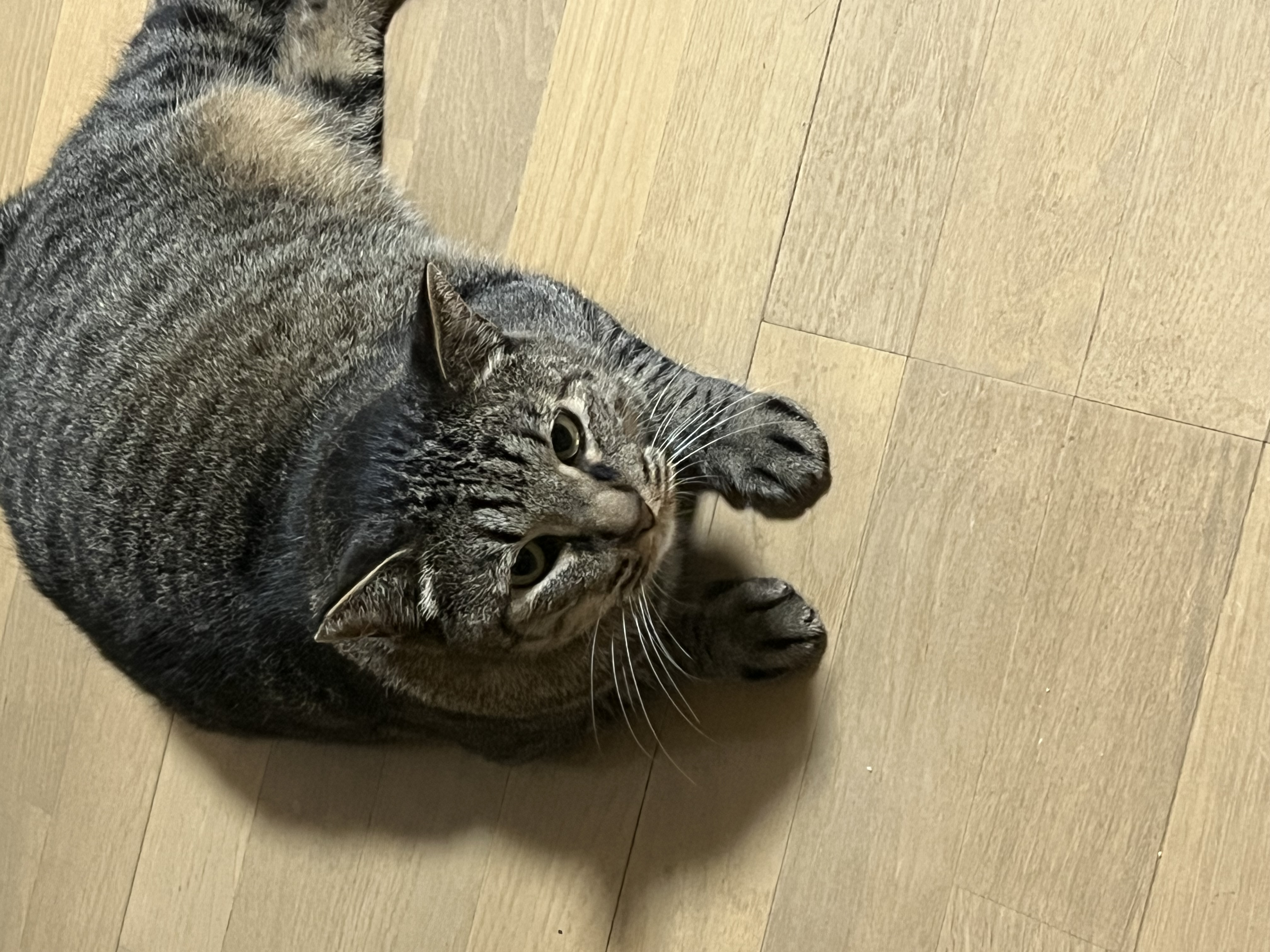 1789948826-IMG_1865.jpeg