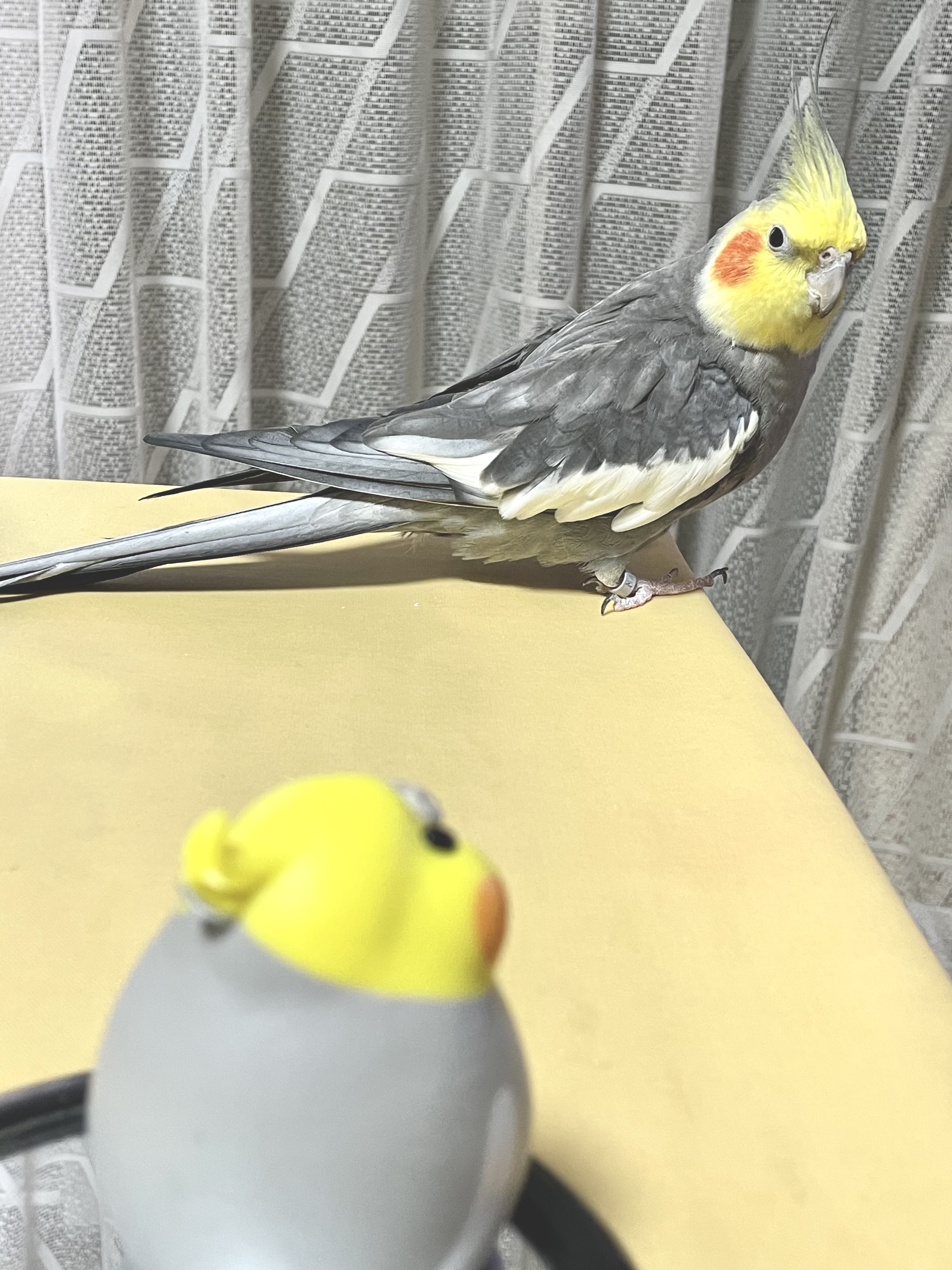 1790313690-IMG_1368.jpeg