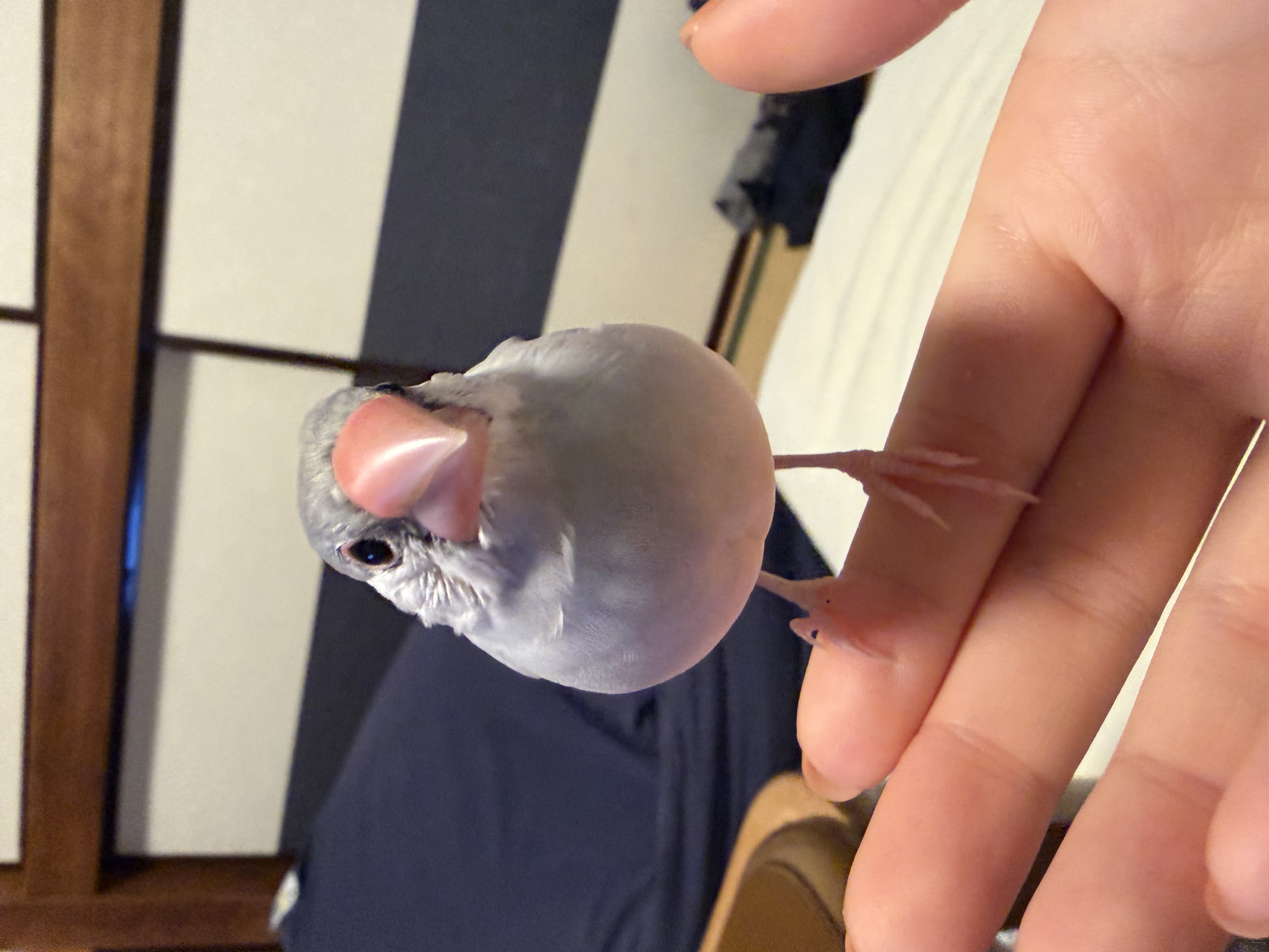 1790609820-IMG_5262.jpeg