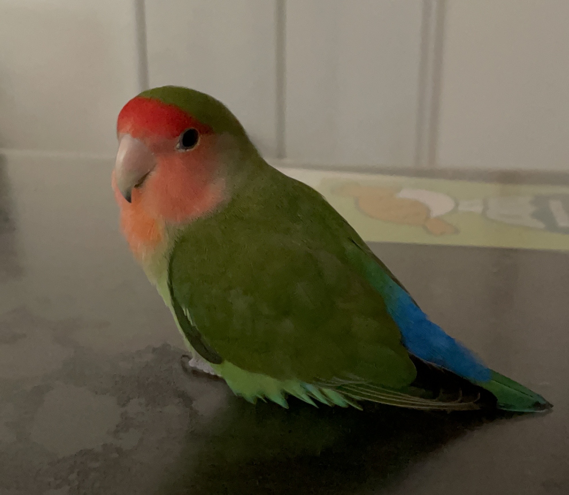1792222658-IMG_1285.jpeg