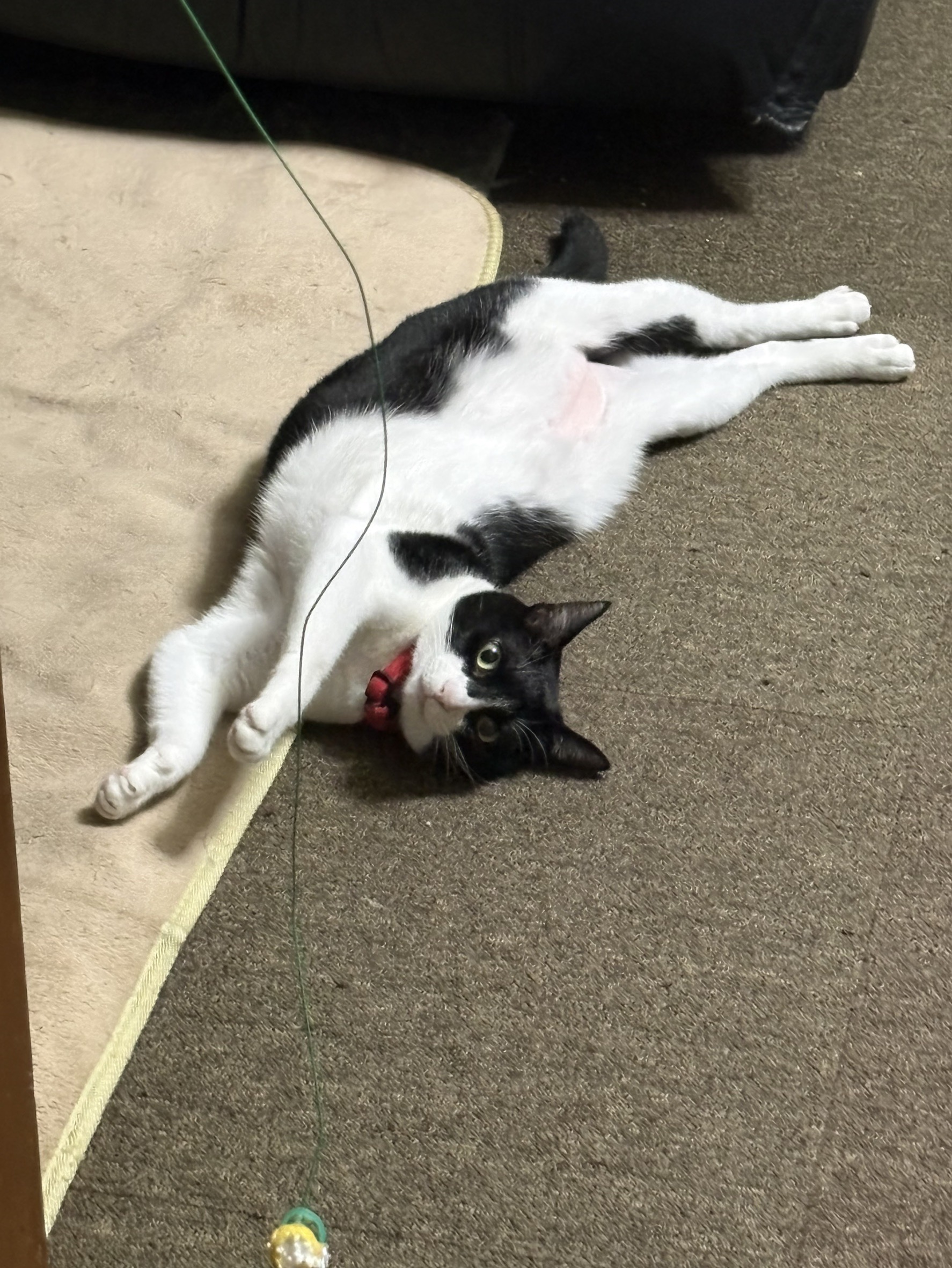 1792495325-IMG_8001.jpeg