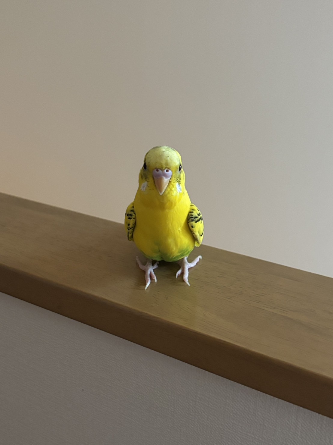 1792674286-IMG_2116.jpeg