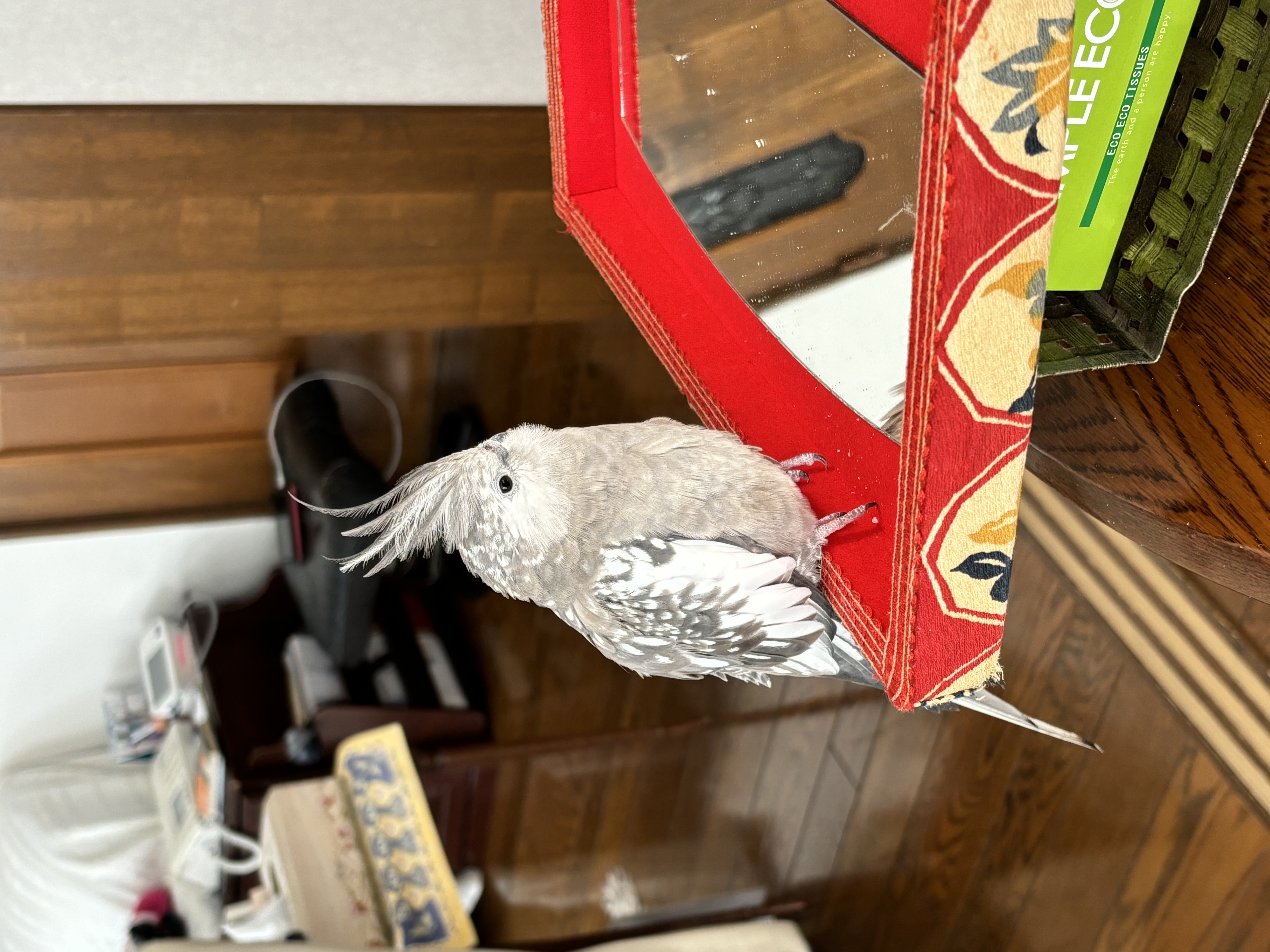 1793086265-IMG_0214.jpeg