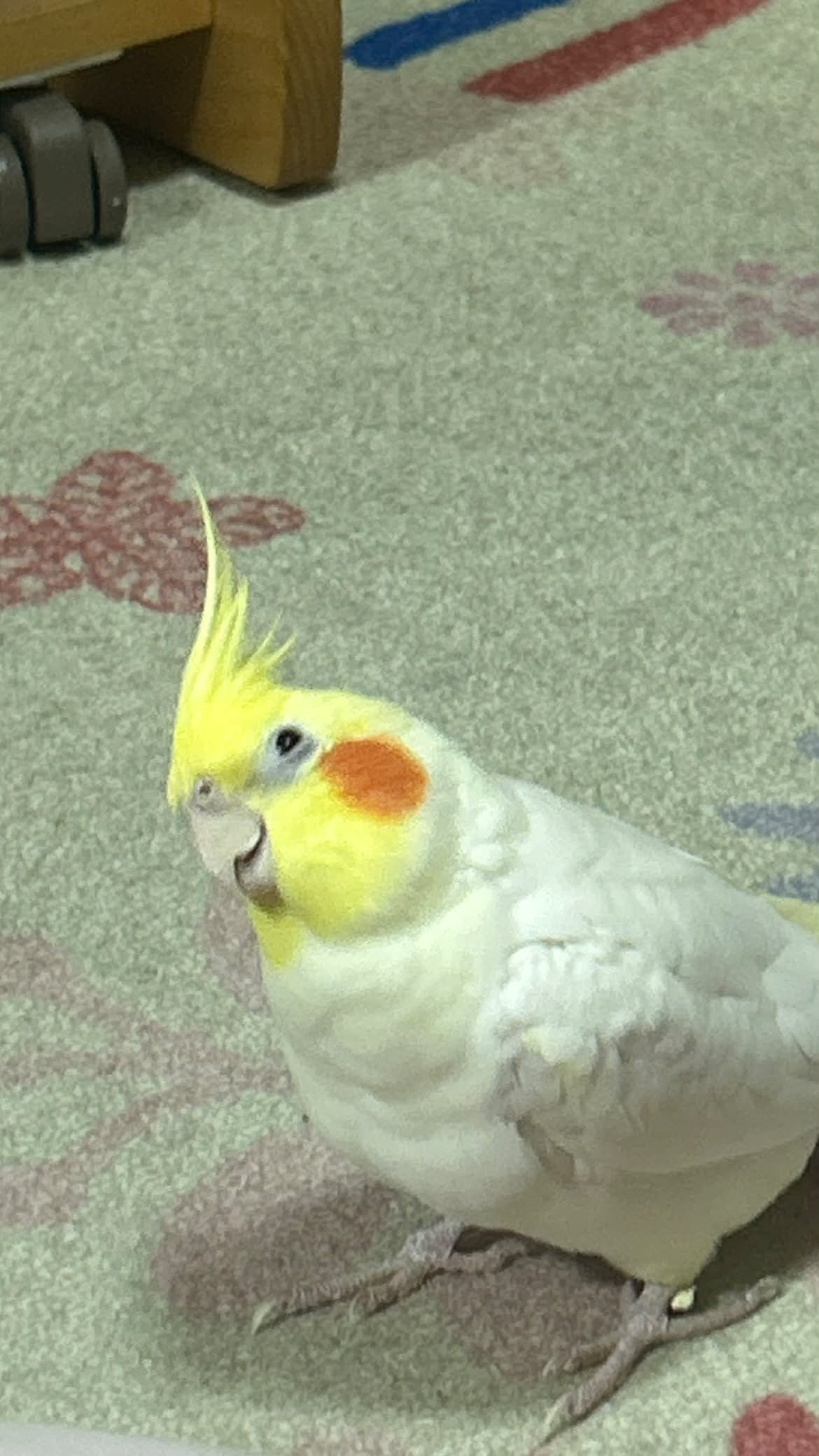 1793157621-FA5DCDE3-24EE-4E33-98E0-26E5B92DA21D.jpeg
