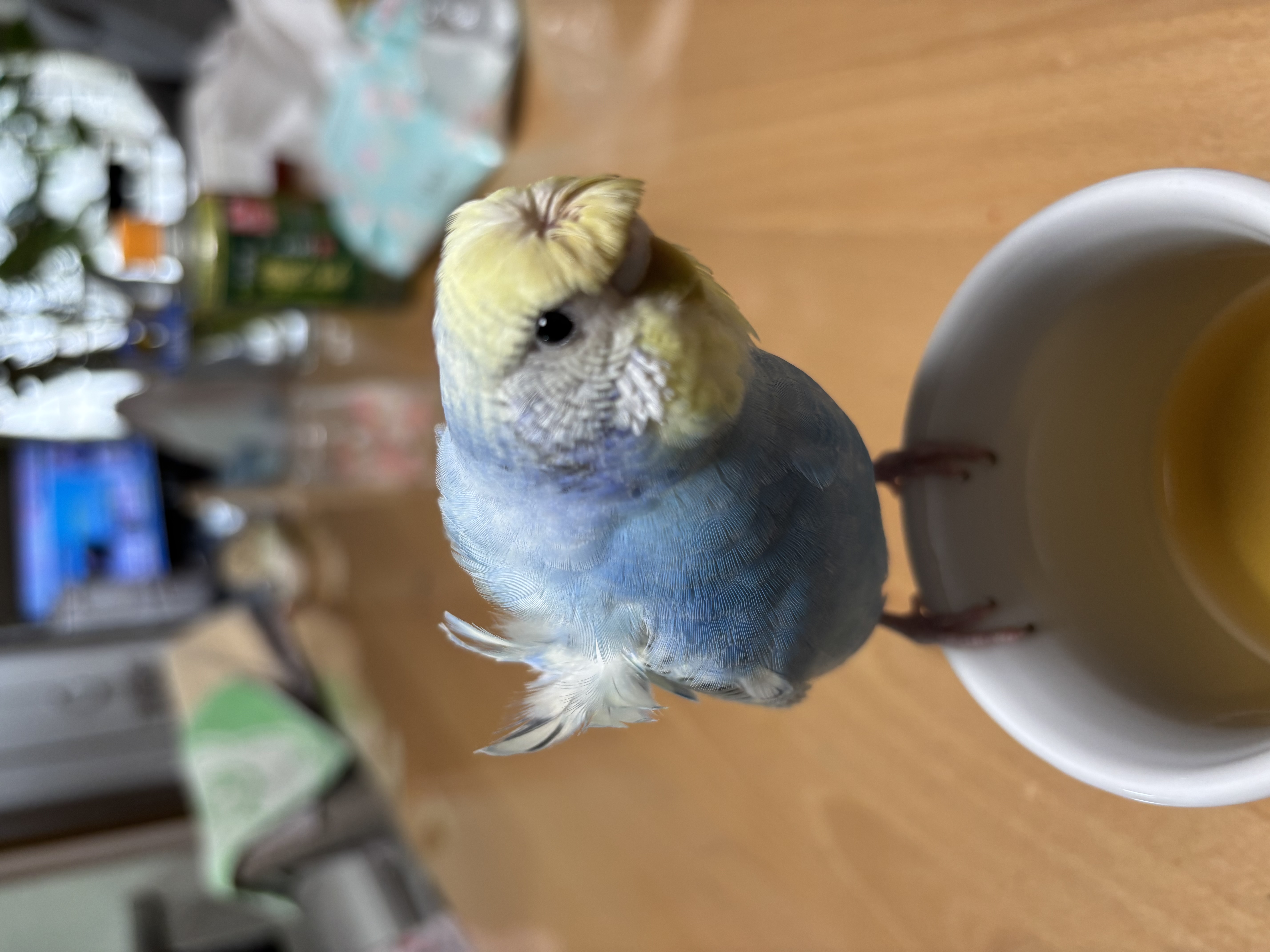 1779688859-IMG_2661.jpeg